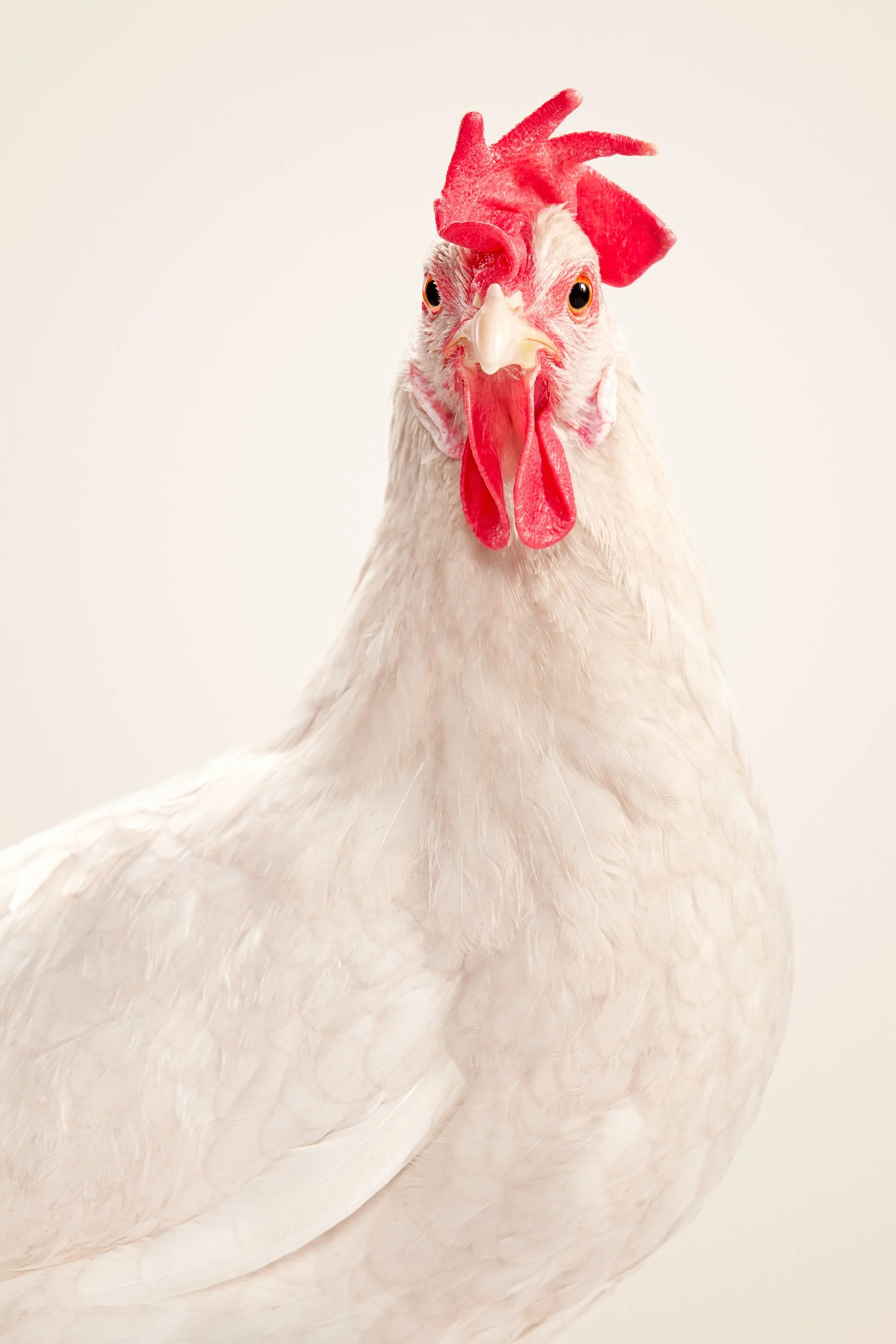 A chicken with a red comb and wattles looking directly at the camera against a plain background.