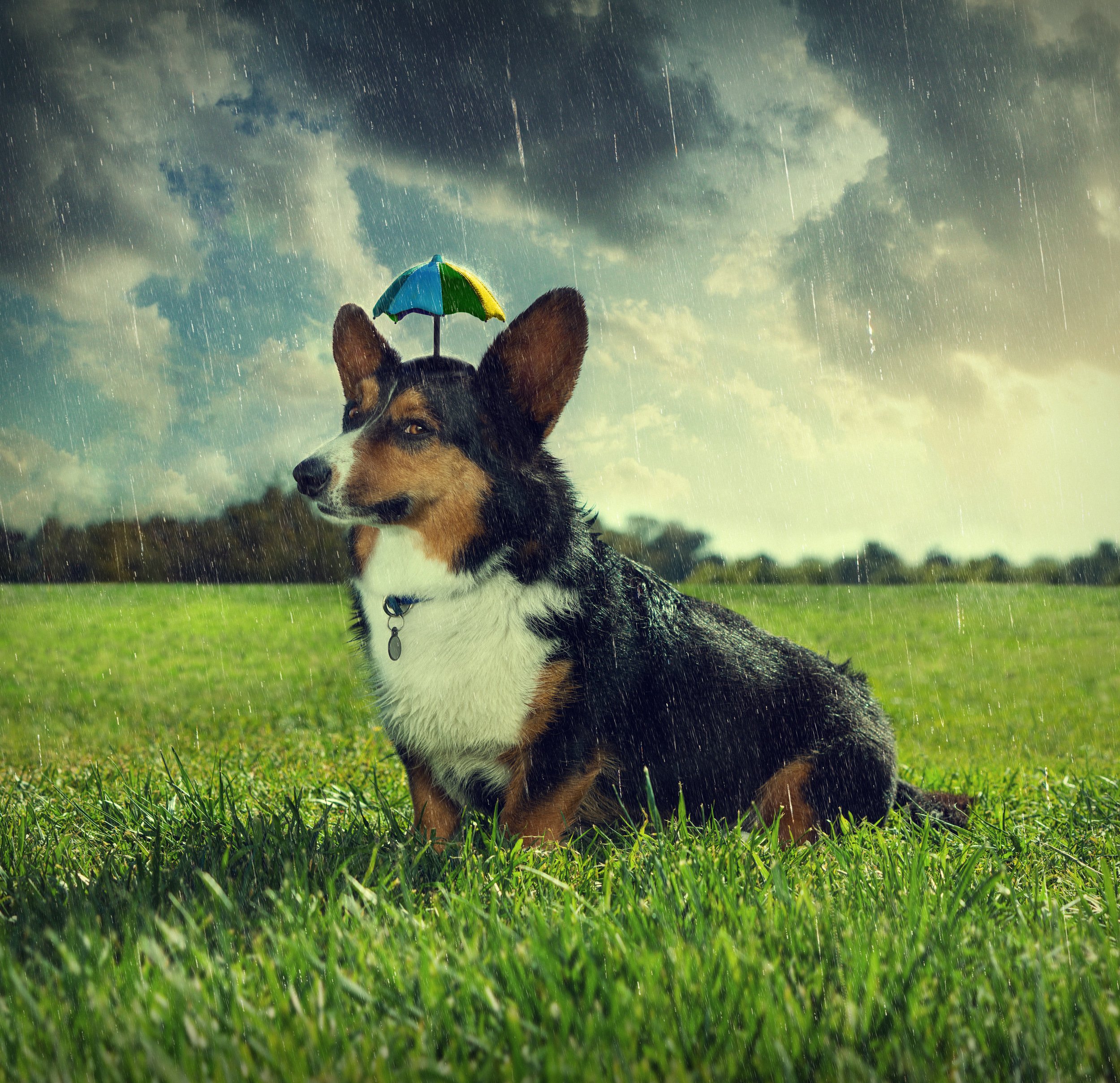A dog sitting in a grassy field with rain falling, a small colorful umbrella on its head, and a cloudy sky in the background.