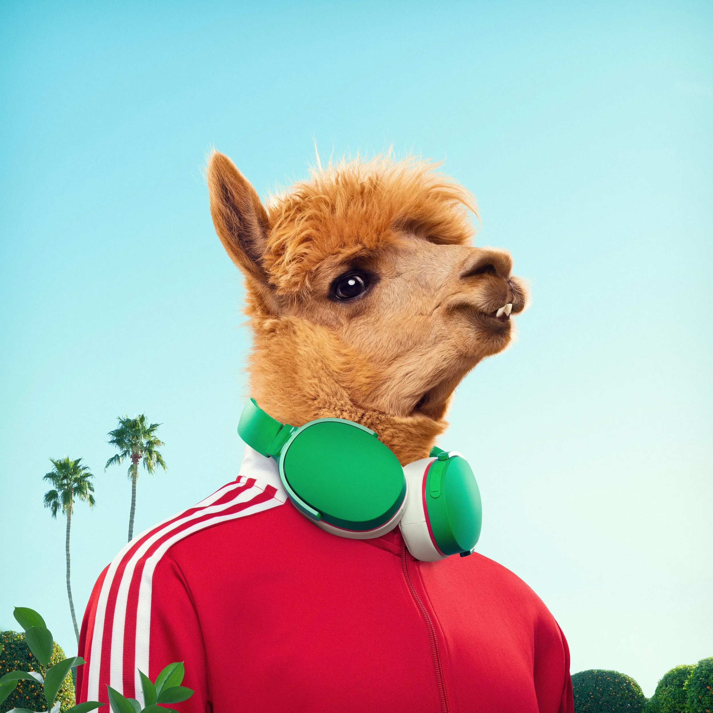 Humorous digital illustration of a llama with a human body, wearing a red sports jacket and green headphones, with palm trees in the background.