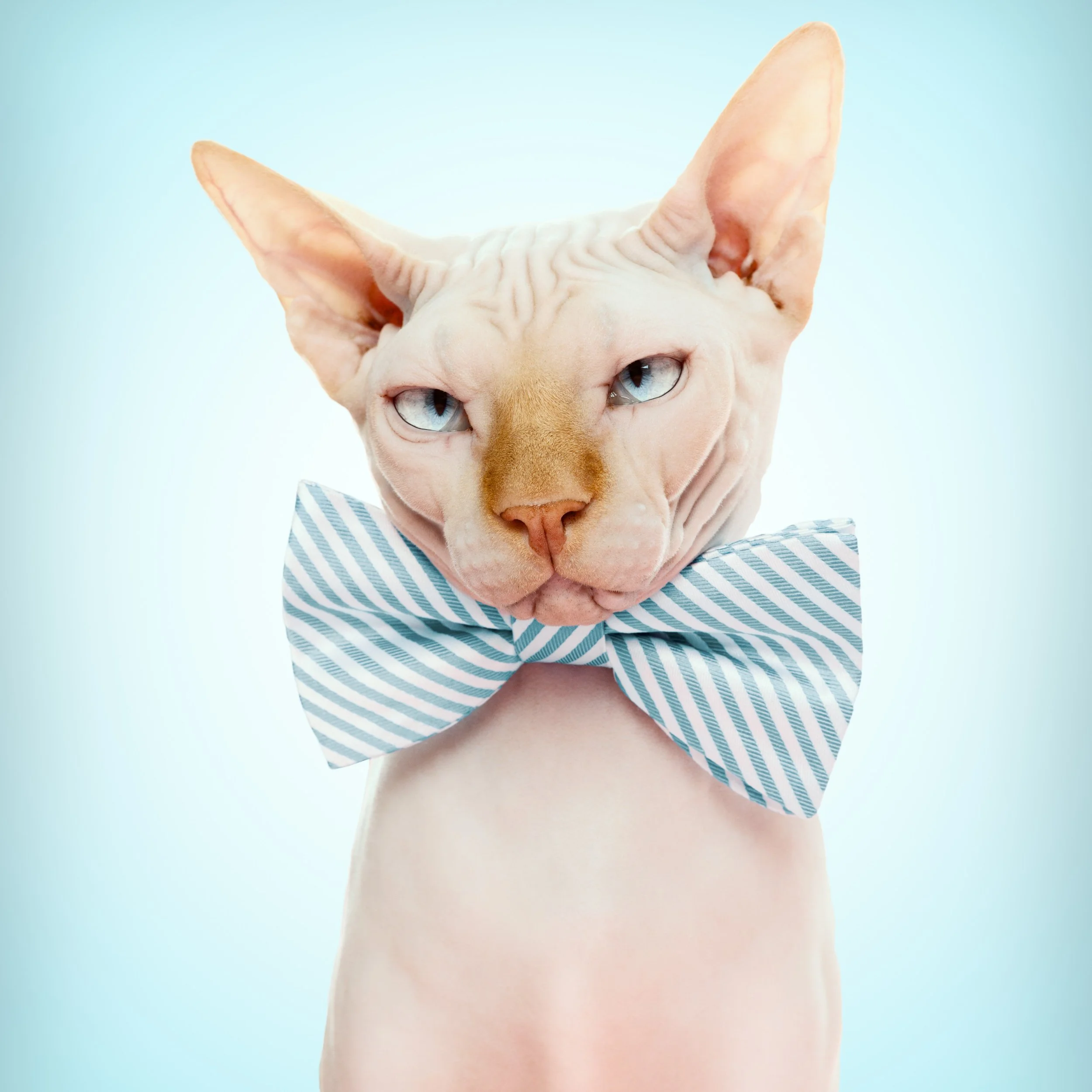 A Sphynx cat wearing a blue and white striped bow tie against a light blue background.
