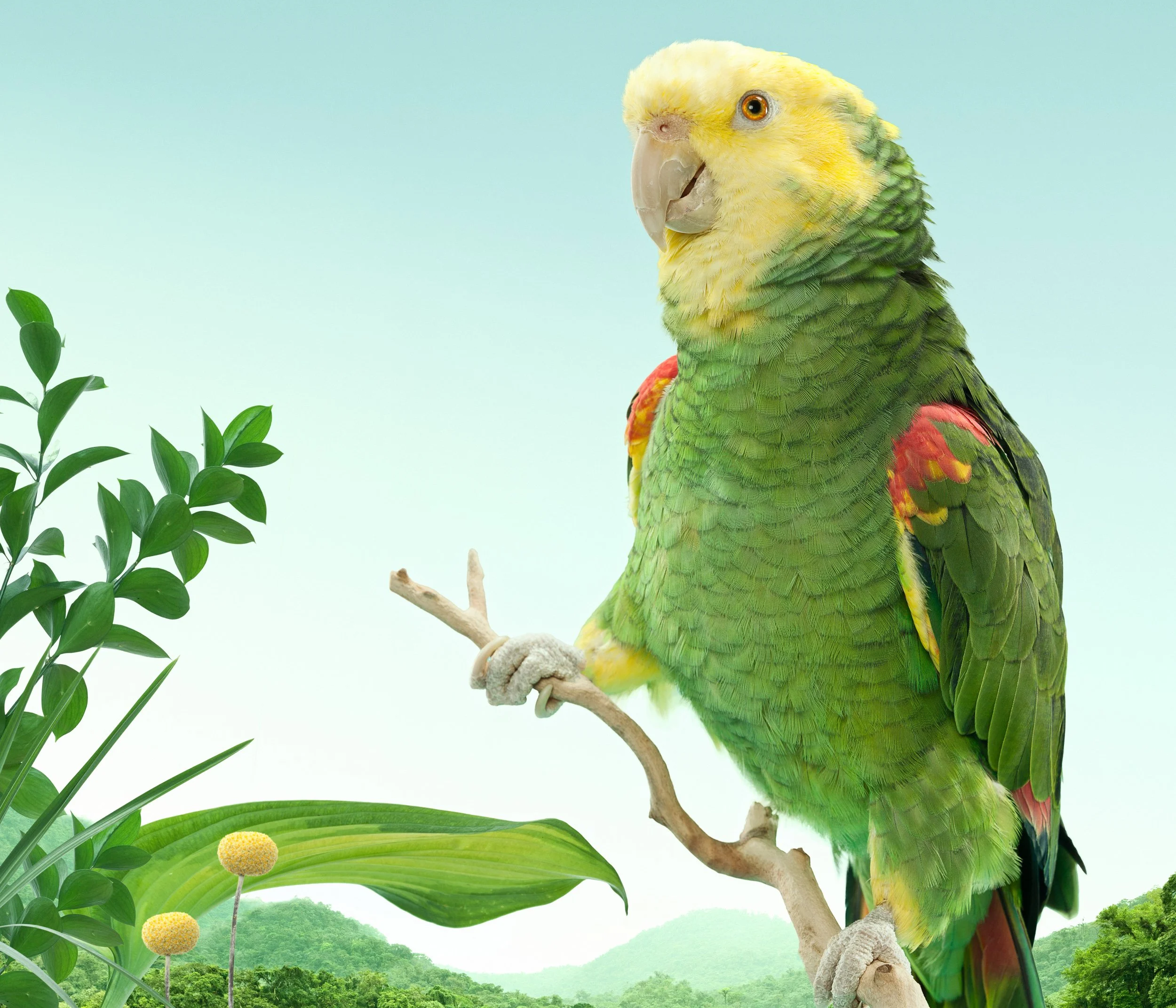 A colorful parrot with yellow, green, and red feathers perched on a branch against a background of green hills and sky.