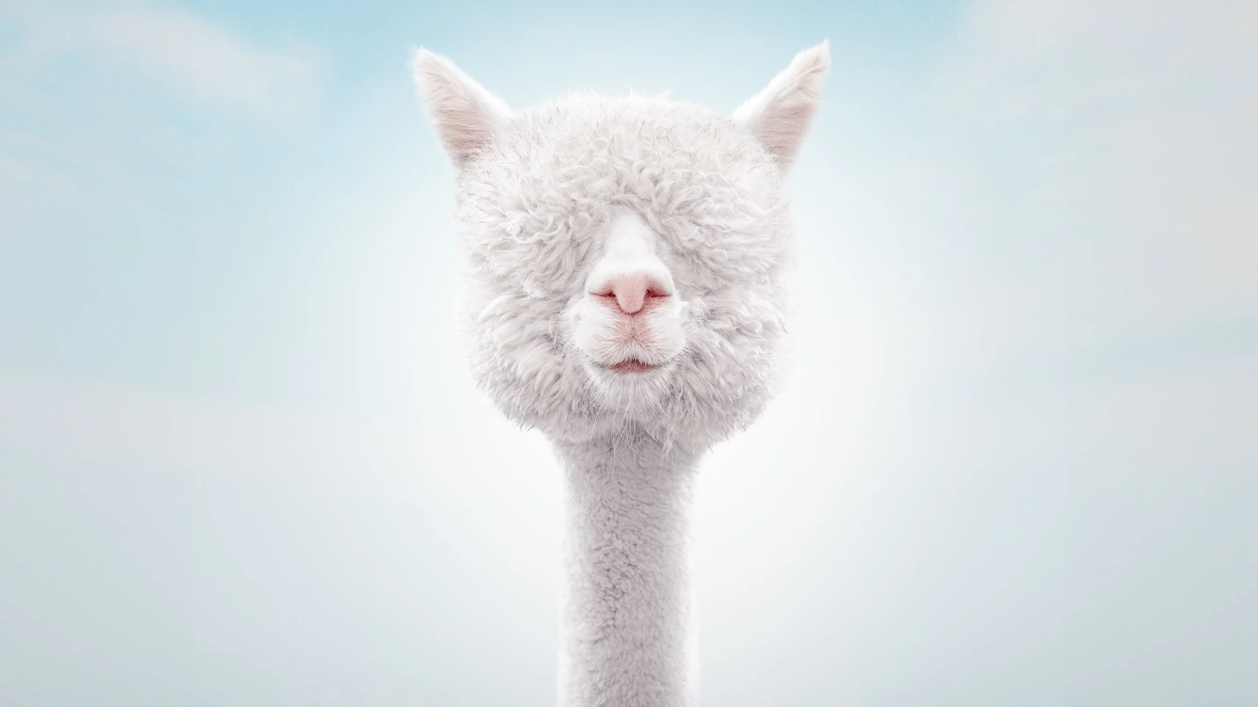A close-up of an alpaca with a fluffy white face and neck, against a light, cloudy background.