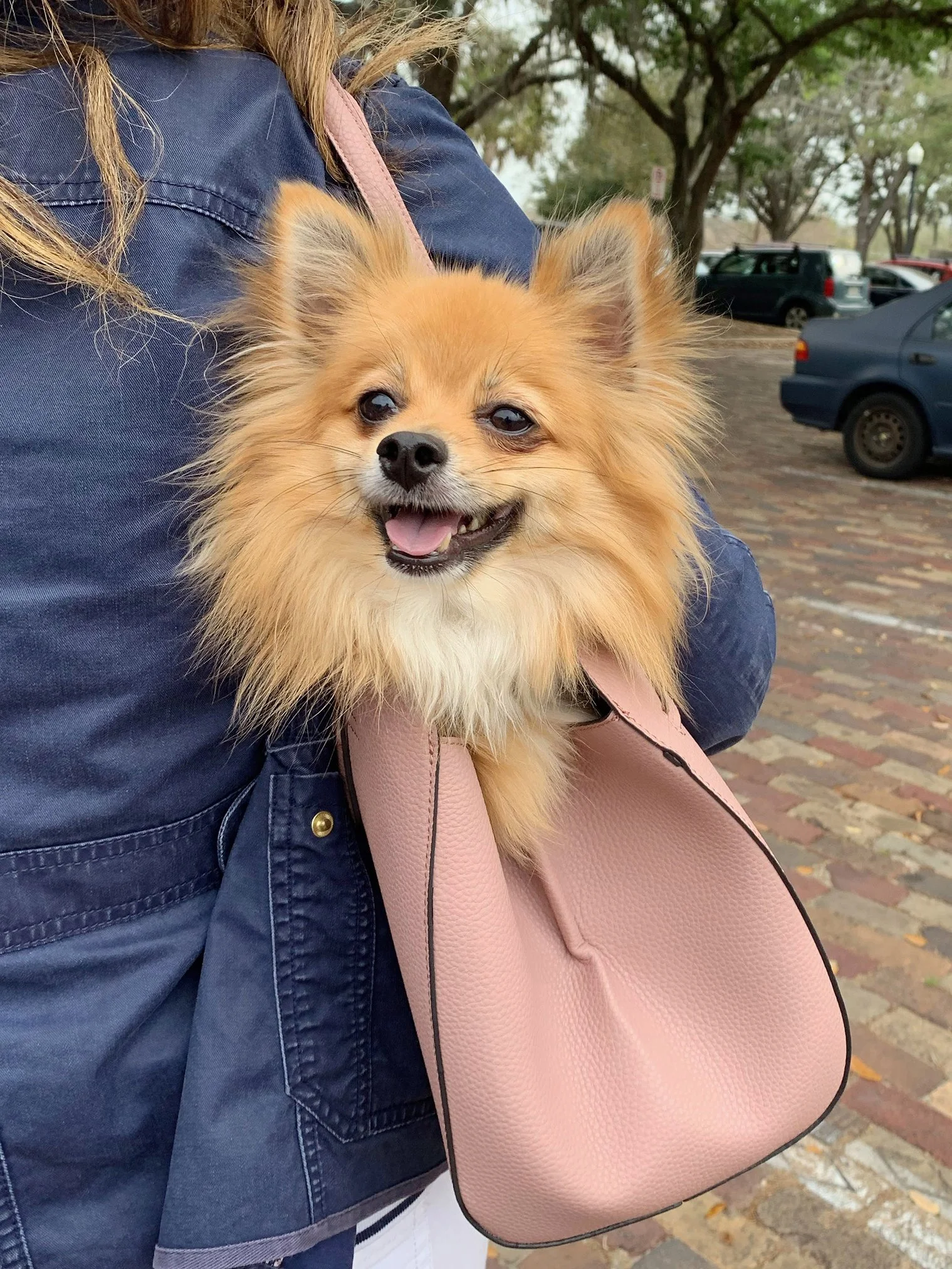 A small, fluffy Pomeranian dog with golden fur being held in a pink handbag by a woman wearing a navy jacket, standing outside on a brick-paved street with parked cars and trees in the background.