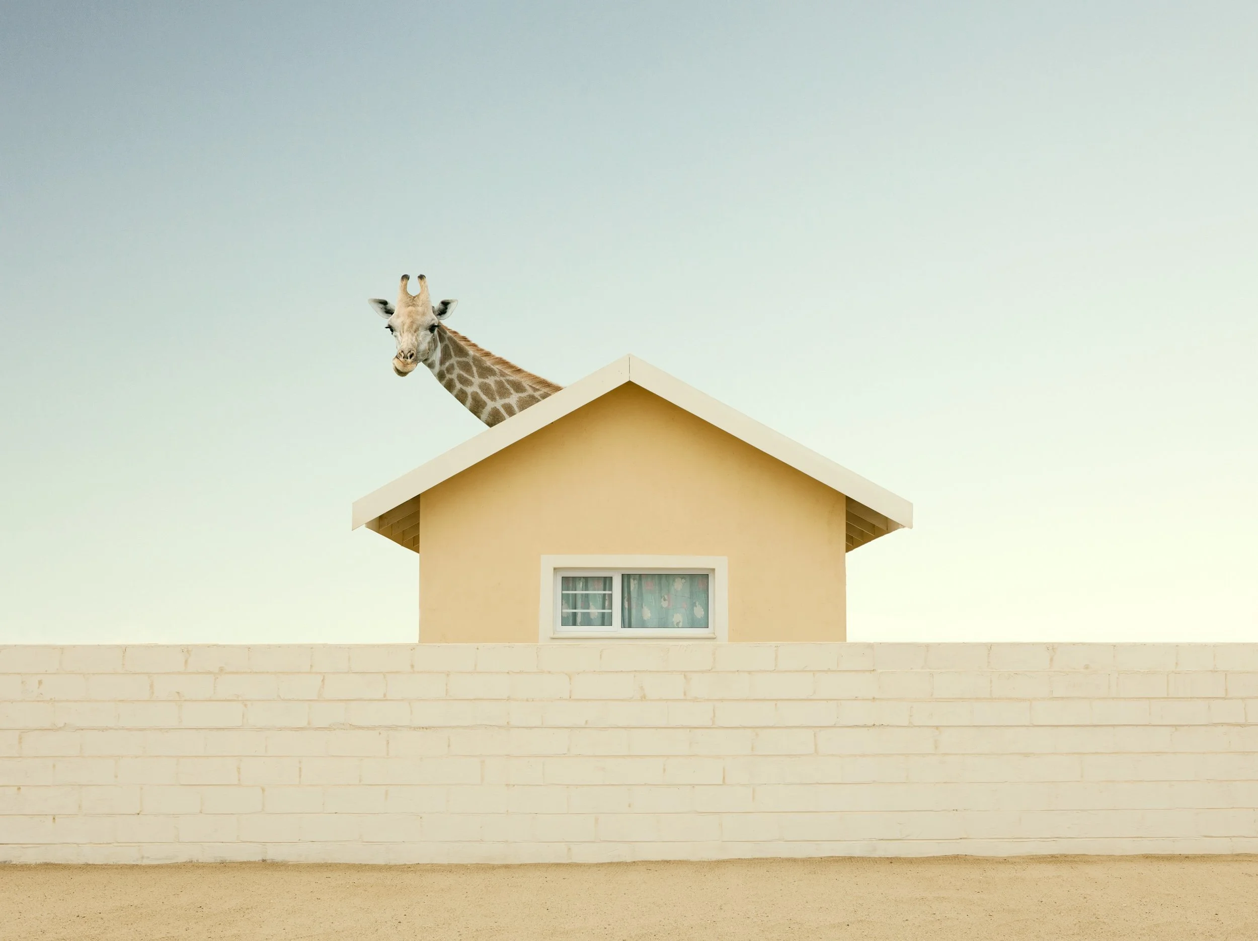 A giraffe peeking over a beige house with a white brick wall in front, under a pale sky.