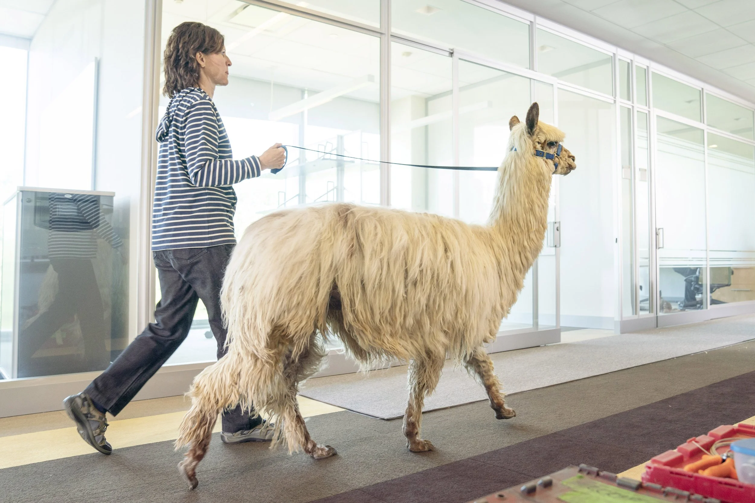 A woman walking an alpaca inside a modern building with glass walls and doors.