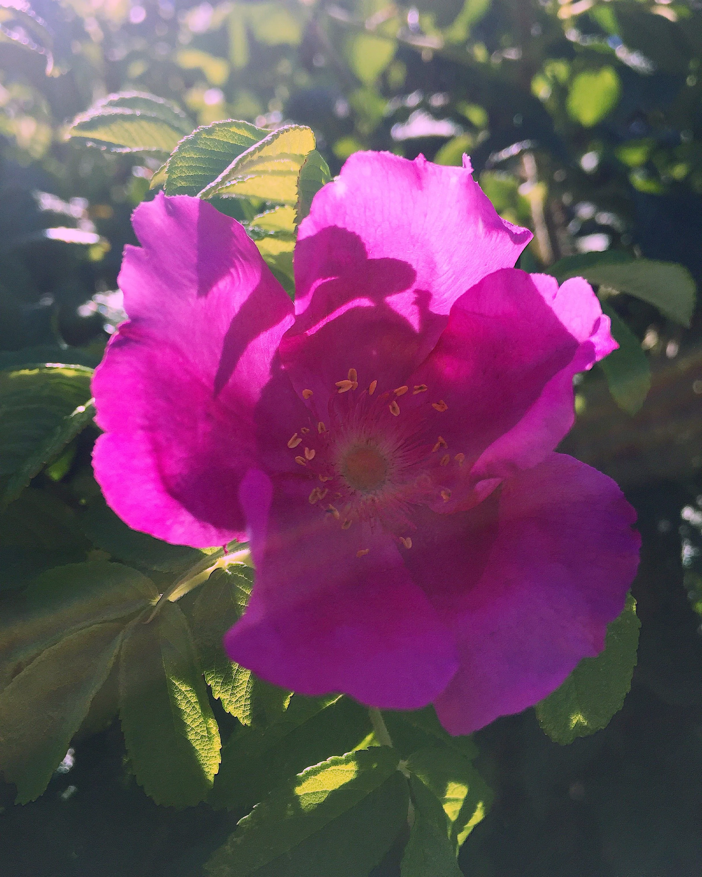 Rhode Island Beach Rose