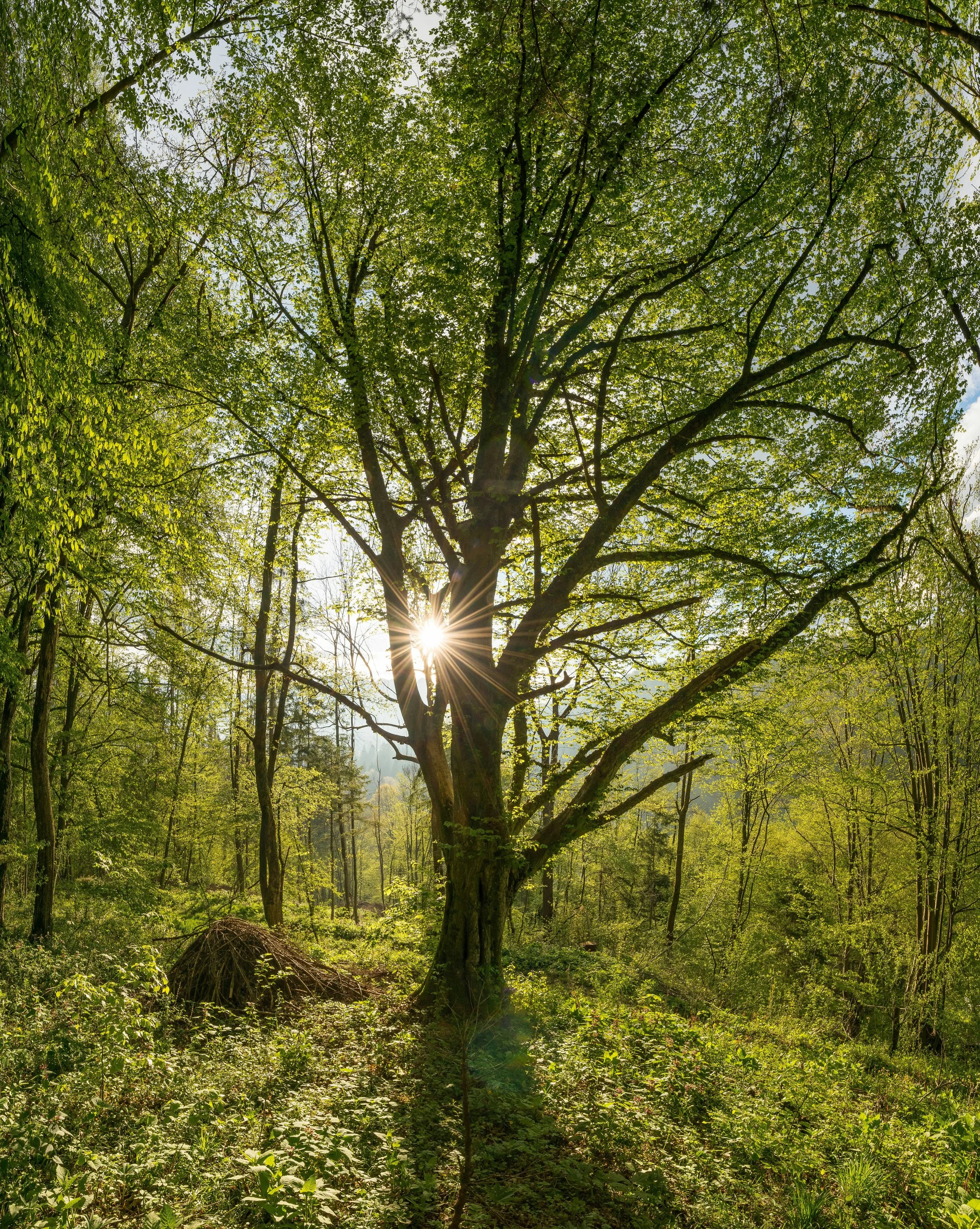 Sunlight filtering through a large leafy tree in a green forest.
