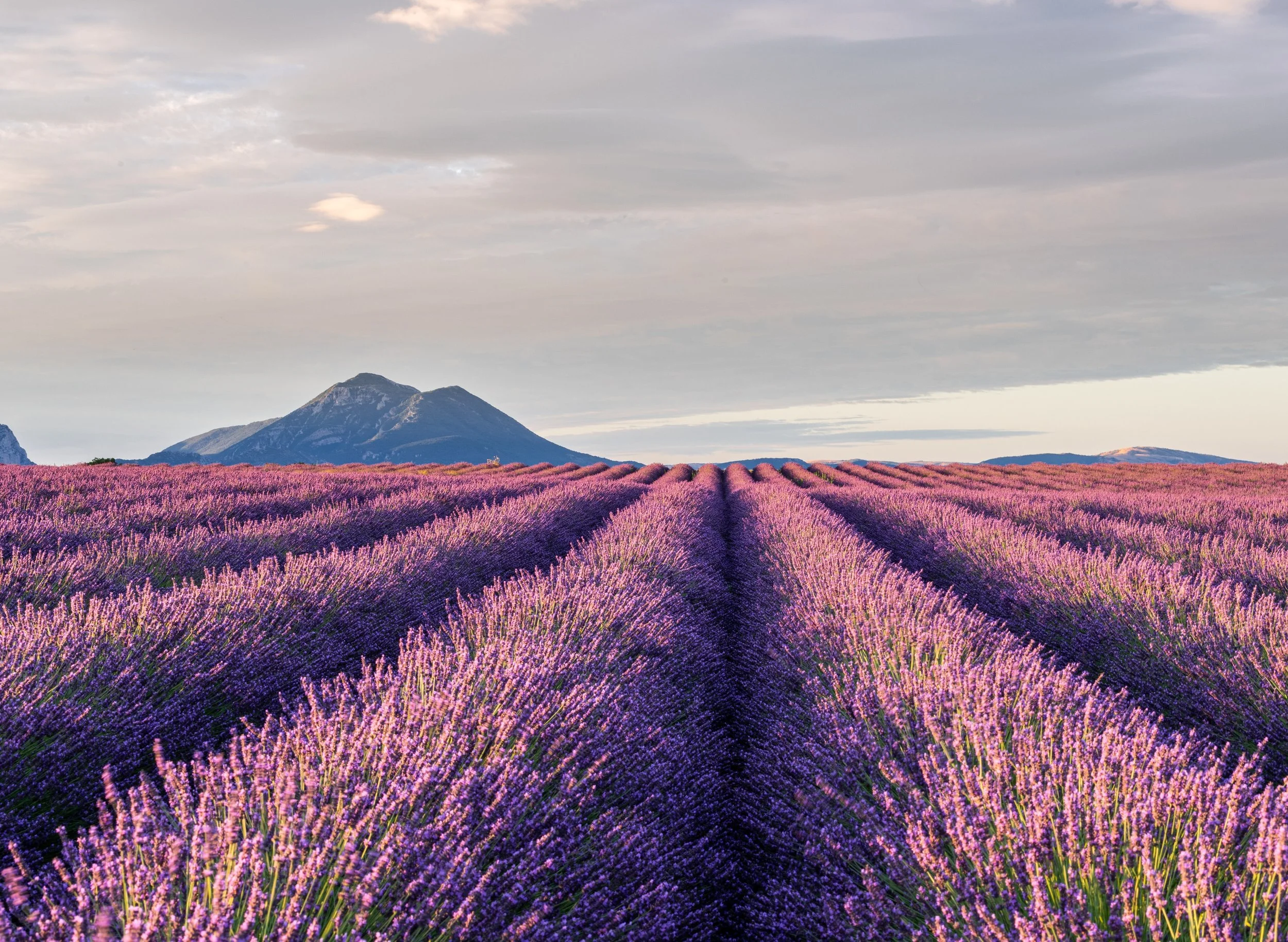 edited lavender.jpeg