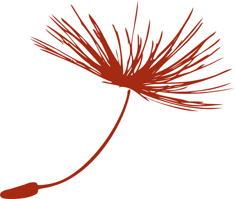 Image of a maroon dandelion seed.