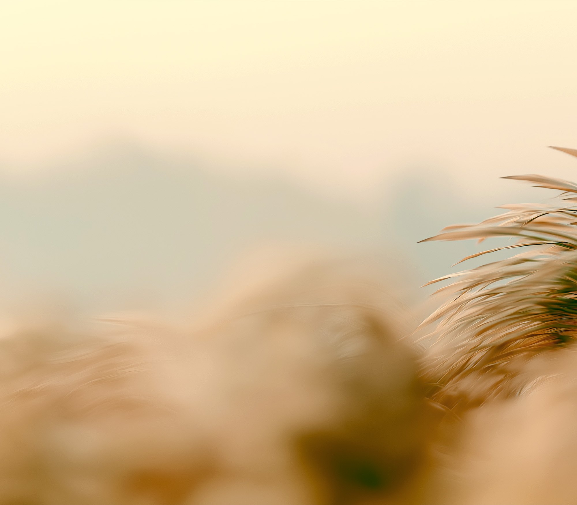 Blurred image of beige and brown plant leaves or grasses with a light background.