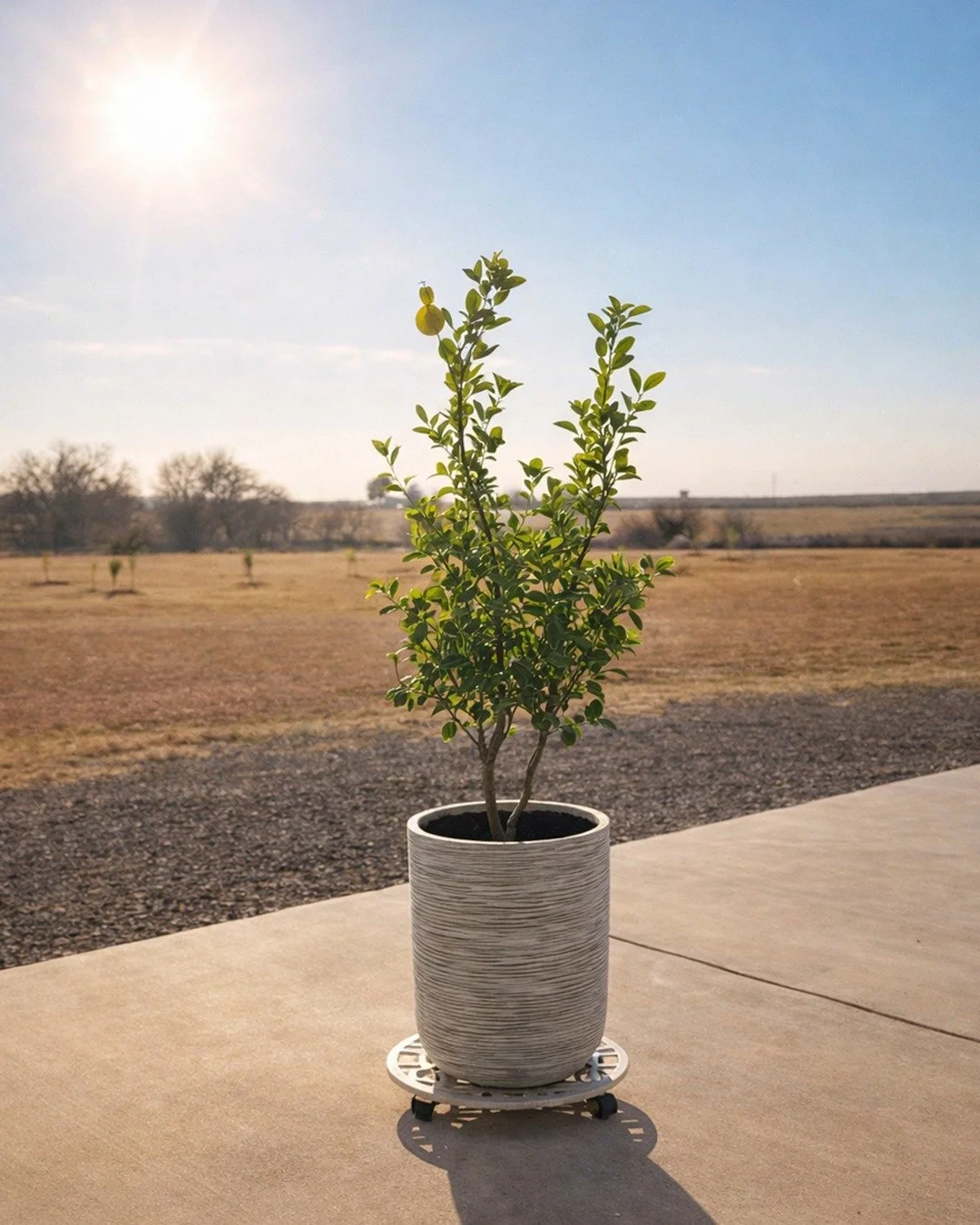 She&rsquo;s been released on good behavior. 🍋&zwj;🟩🌿
Our Mexican lime tree is getting a little parole time in the Texas December sunshine. Don&rsquo;t worry &mdash; she&rsquo;ll be back in the garage by sundown, because this is Texas and winter is