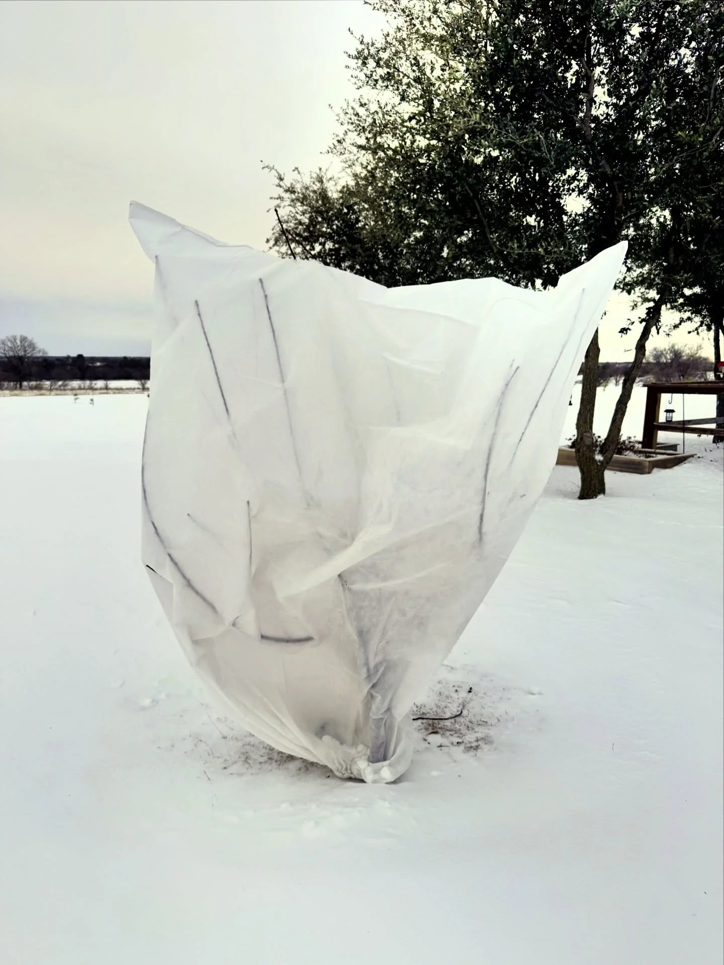 This is what happens when a Texas winter gives you false hope. Early peach buds, followed by two days of single digit temps and snow. This is one very confused little peach tree. ❄️🍑