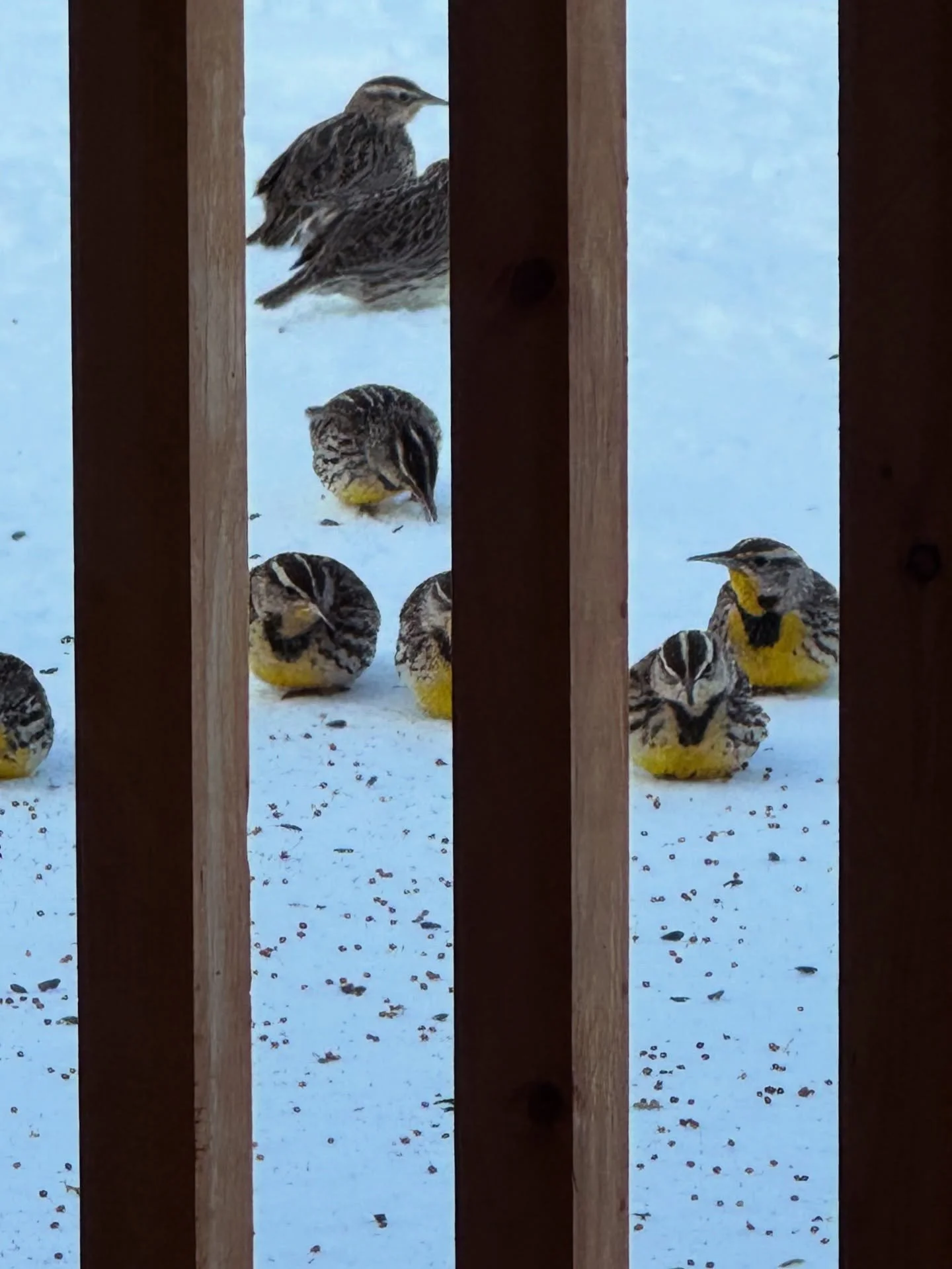 We figured if we&rsquo;re cozy and fed, the birds should be too. Simple as that.