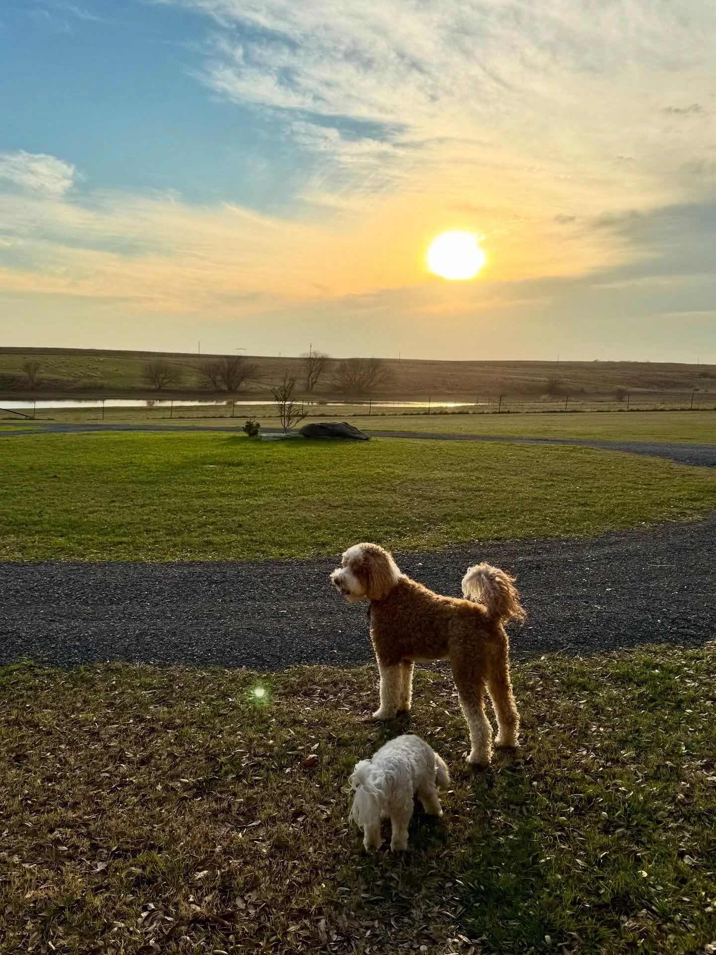 Queen Darcie, surveying her kingdom. She believes she is the official Supervisor of Sheep Operations.
The real sheep dogs have not approved this position. 👑🐑