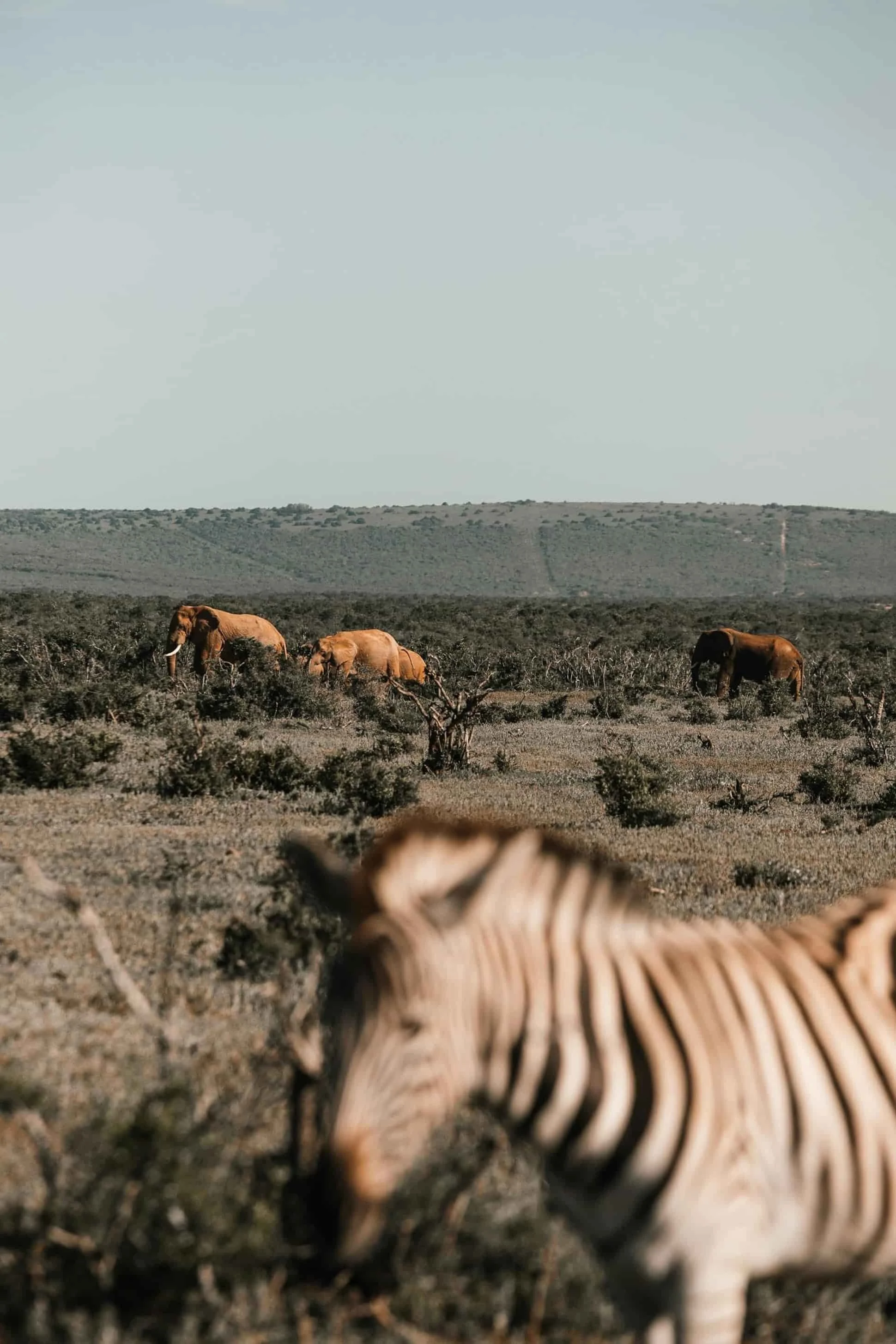 A herd of elephants walking across a vast, arid landscape with sparse vegetation and distant hills under a clear sky.