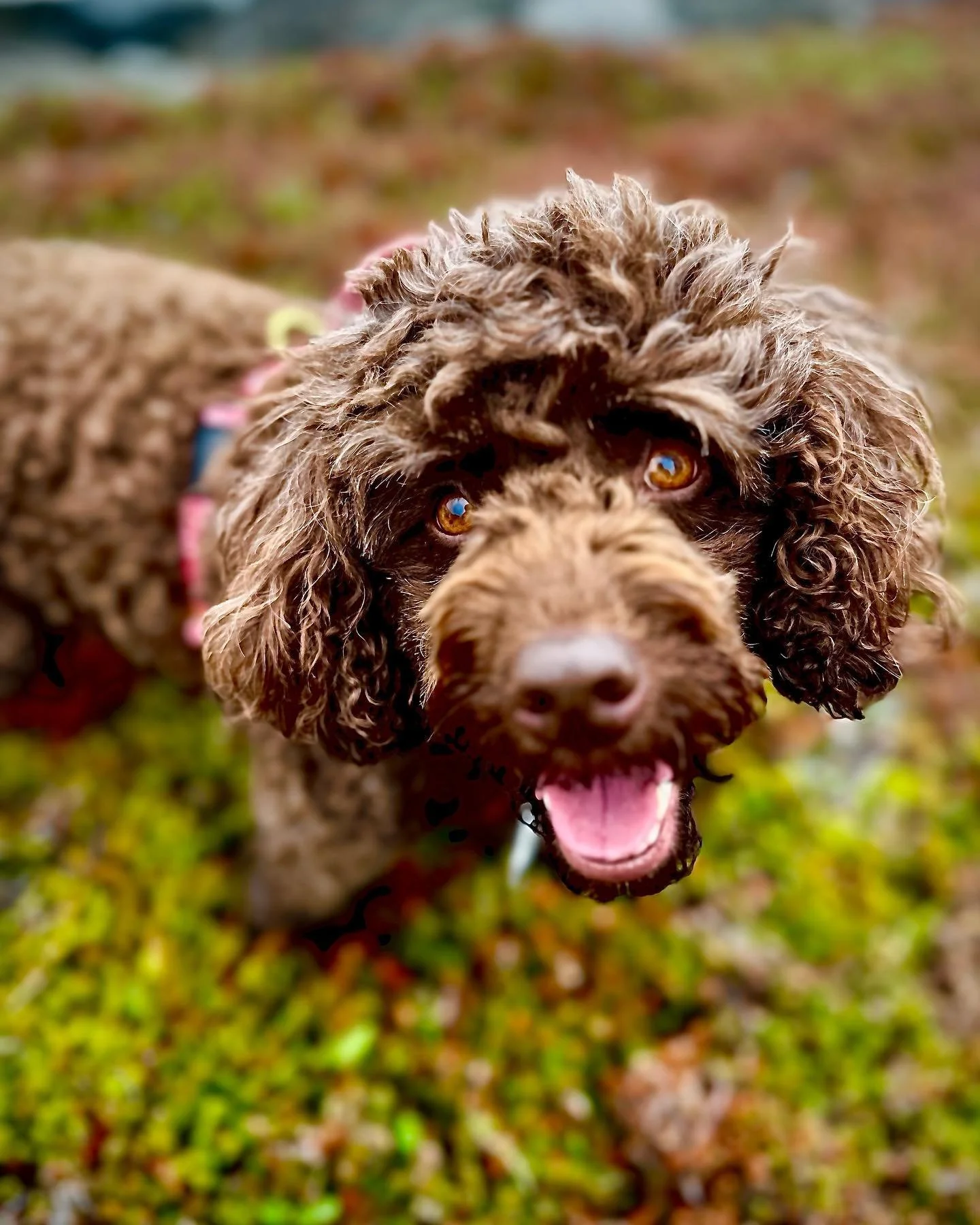Close-up of a brown curly-haired dog with amber eyes outdoors, smiling with its mouth open and tongue out, with greenery in the background.
