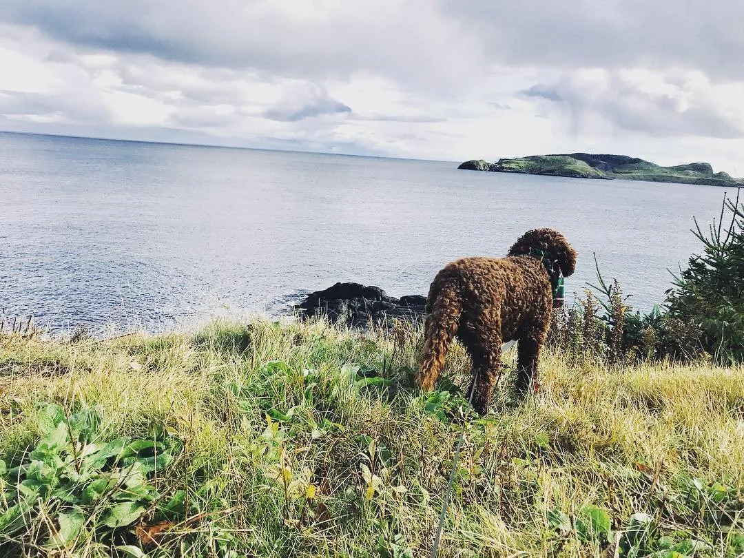 A brown poodle dog with a green collar walking on a grassy cliff overlooking the ocean with a small island in the distance under a cloudy sky.