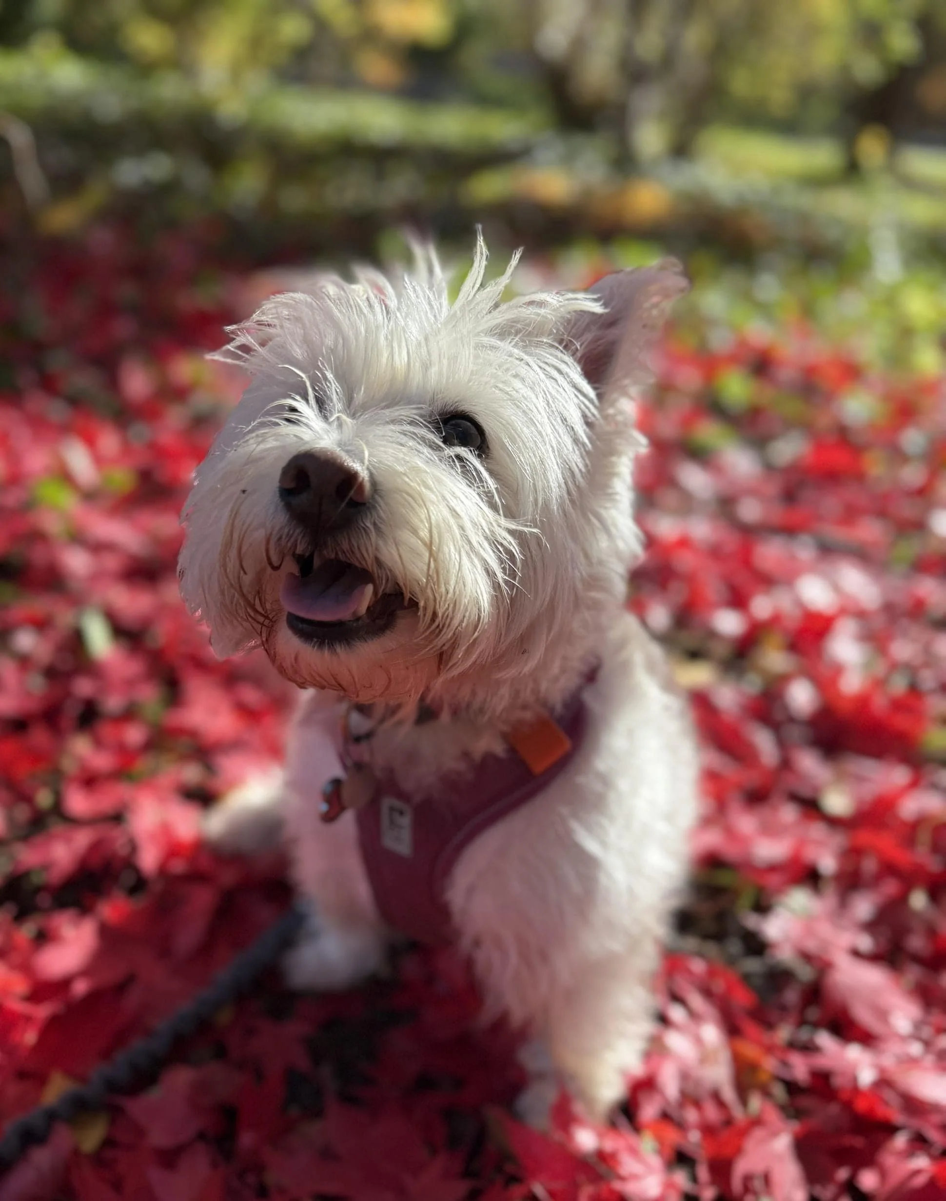 A white dog with fluffy fur and a pink tongue, looking at the camera, standing outdoors on red fallen leaves.
