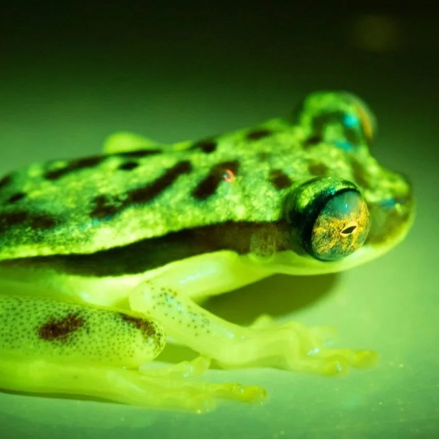 7ce8d3af-22dc-4325-b1ba-aff8bd913eb90611e5ae976b8d0276_BFfrog2_Photocredit_Dr.SantiagoRon_2.jpg