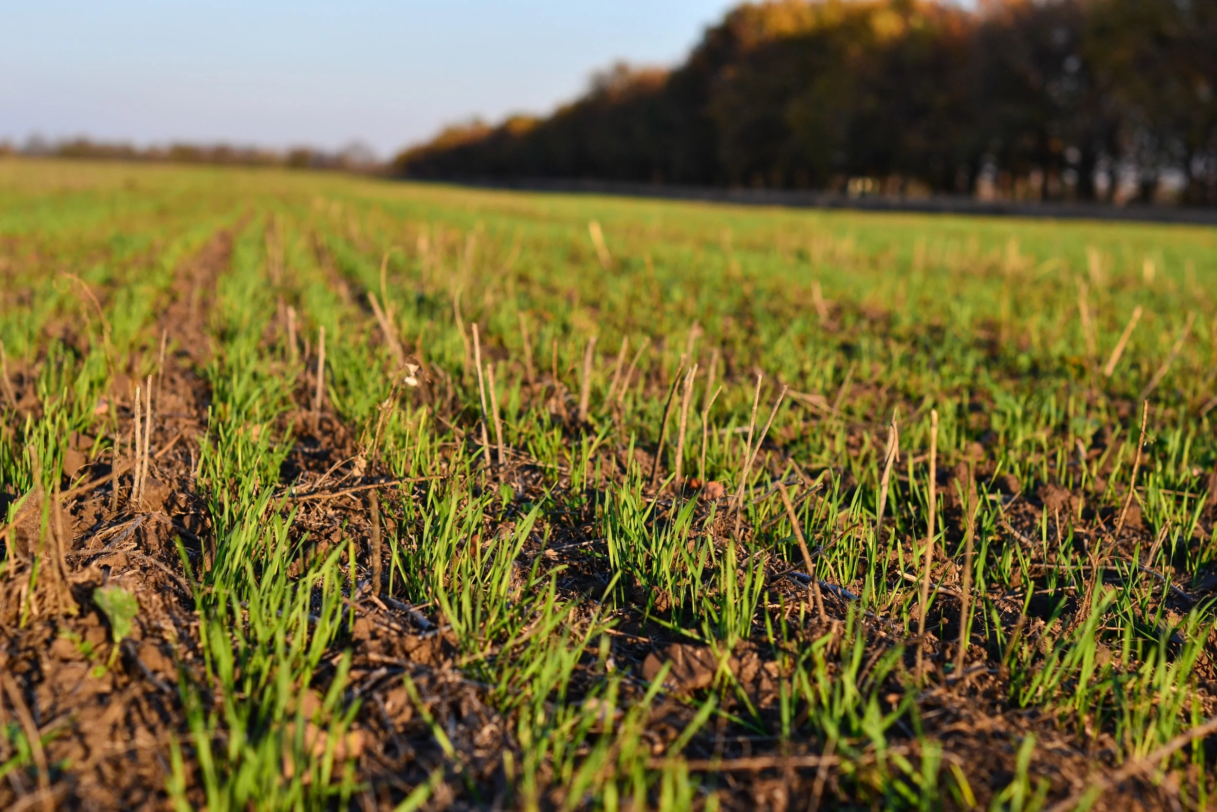 Young green grass sprouts growing in tilled soil in a field, with a line of trees in the distance under a clear sky.