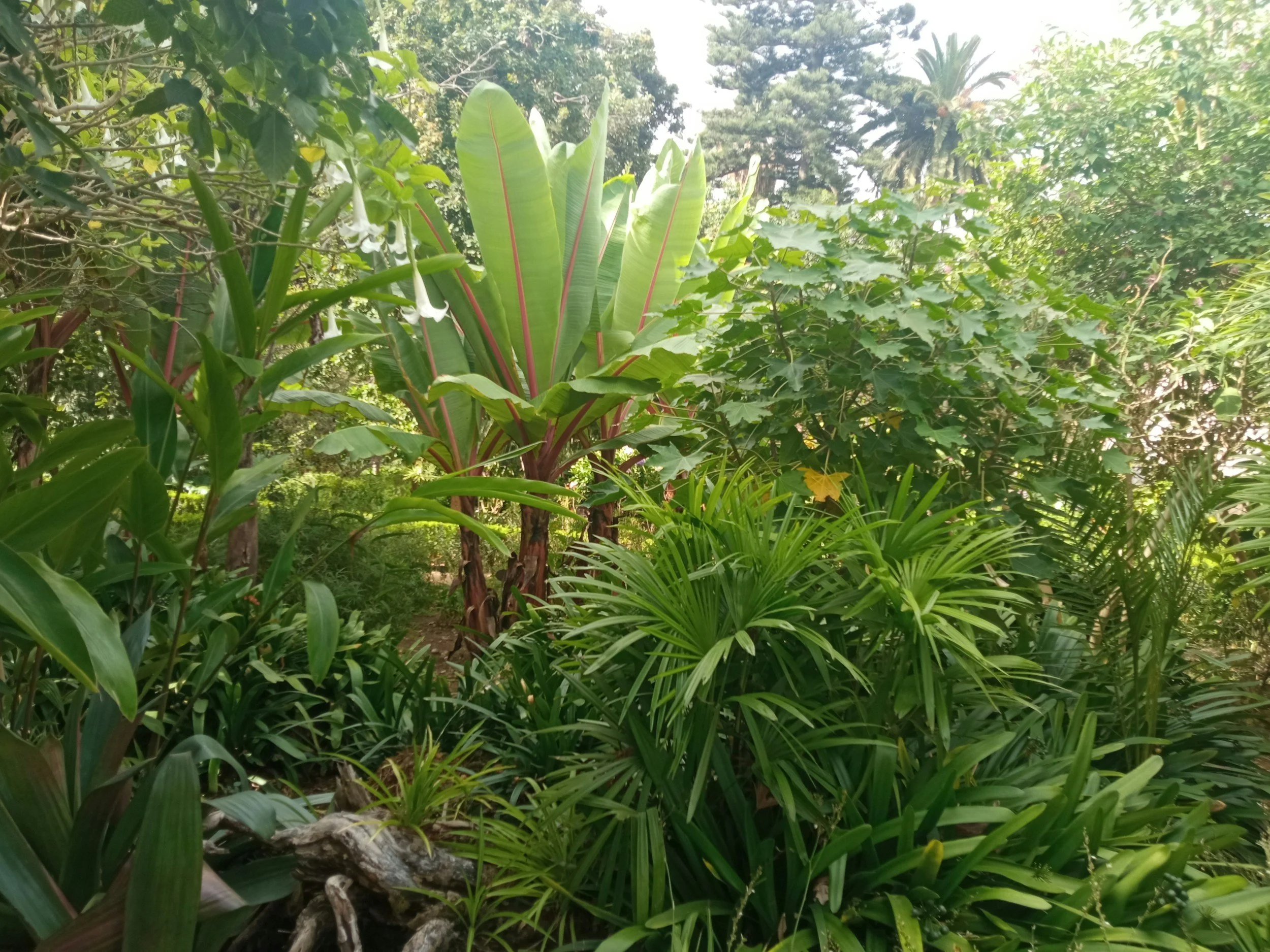 Wholesale tropical palms at Reyes Bros nursery in Homestead.