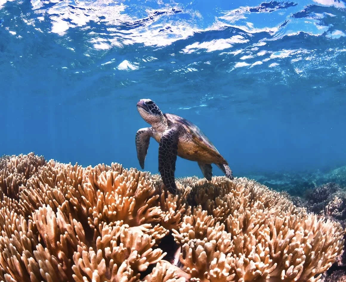 Selling Australia: How to sell the Great Barrier Reef