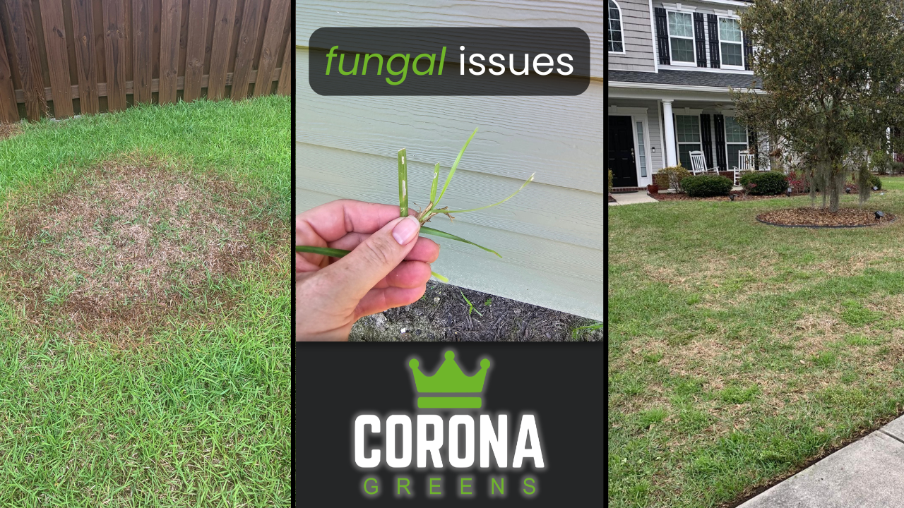 Brown Patches in Your Lawn This Spring? Richmond Hill Fungus Explained