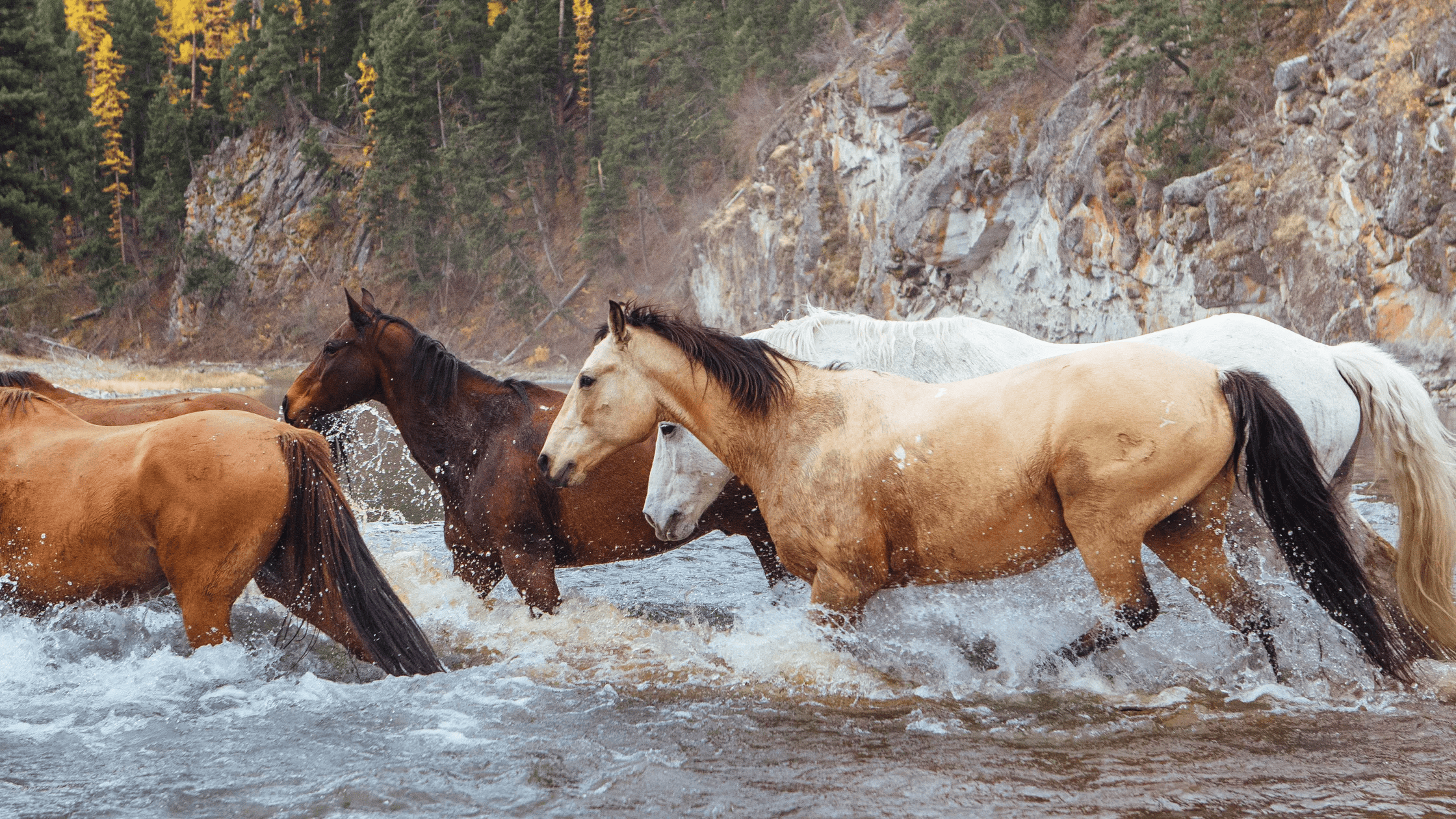 Group of horses crossing a river, with trees and rocky cliffs in the background.