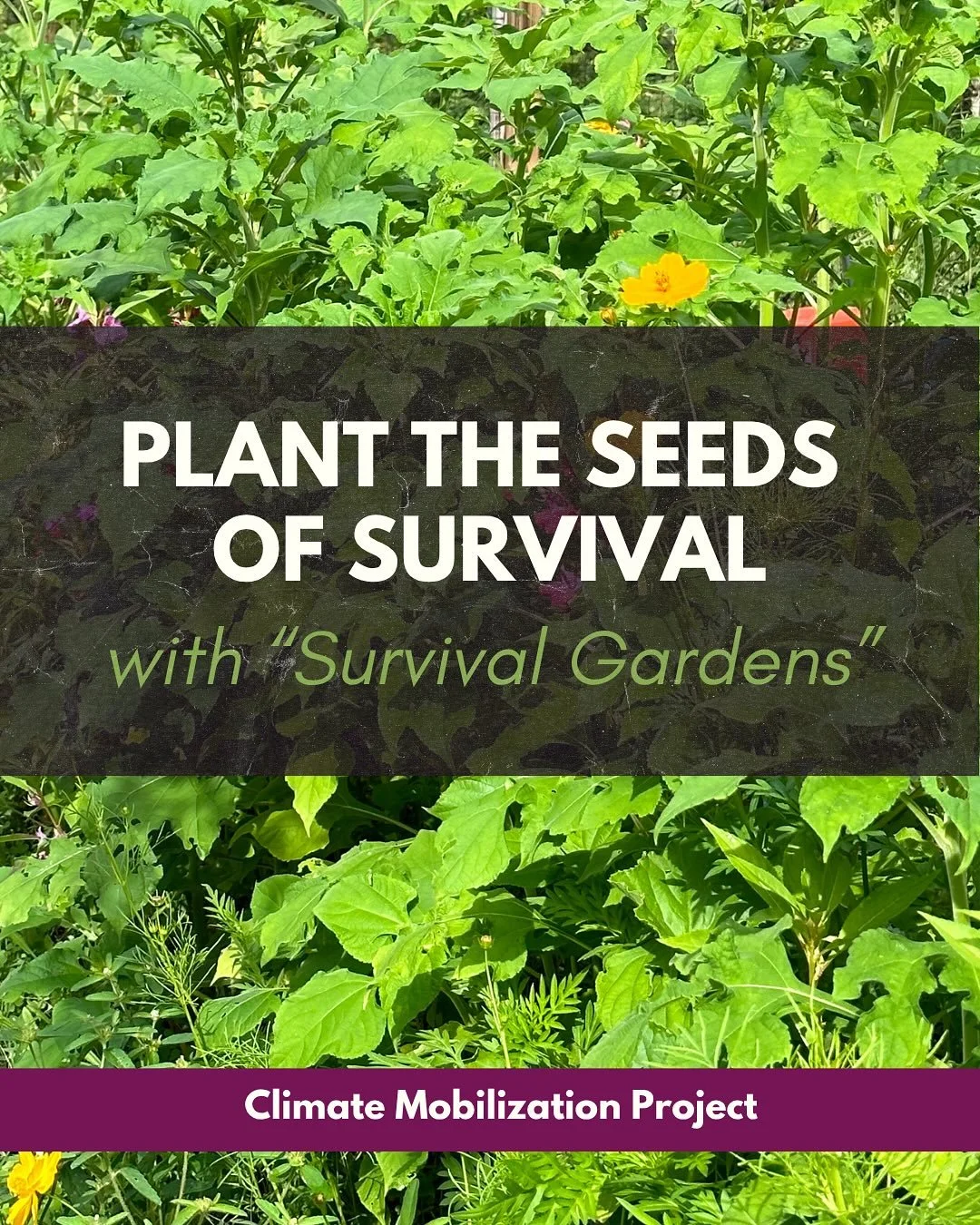 ☀️ Many people&rsquo;s greatest unmet survival need is connection and community.

🪏When we break through isolation, we can then, collectively, address other survival needs.

🫐Survival gardens help us to build connection and community, while simulta