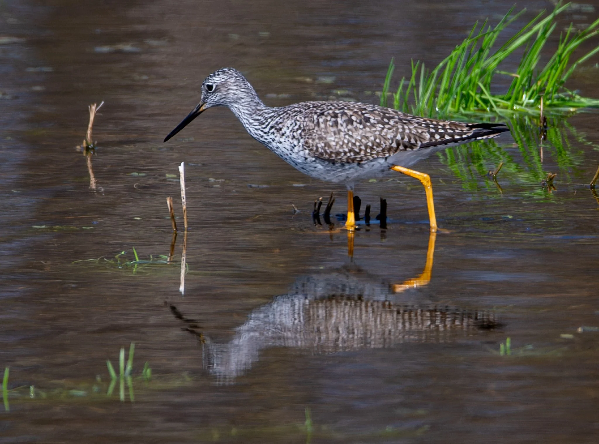 Greater Yellowlegs