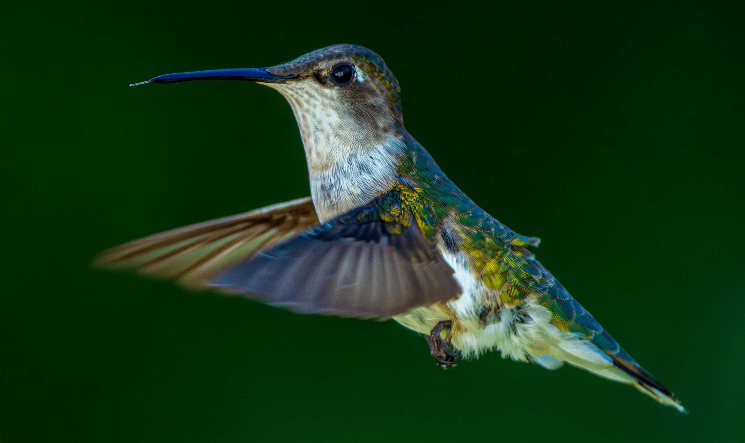 Ruby-throated Hummingbird-min.png