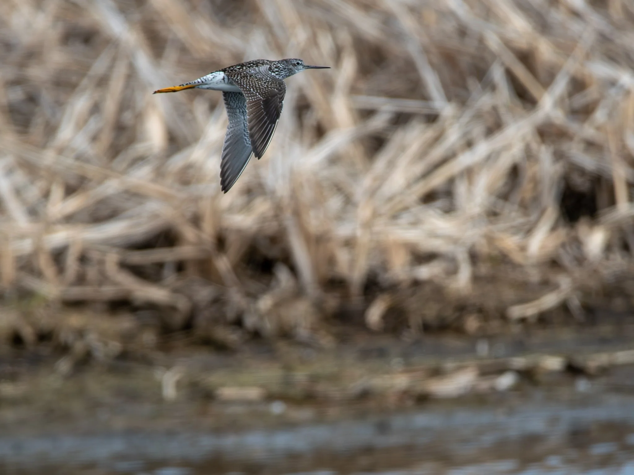 Greater Yellowlegs