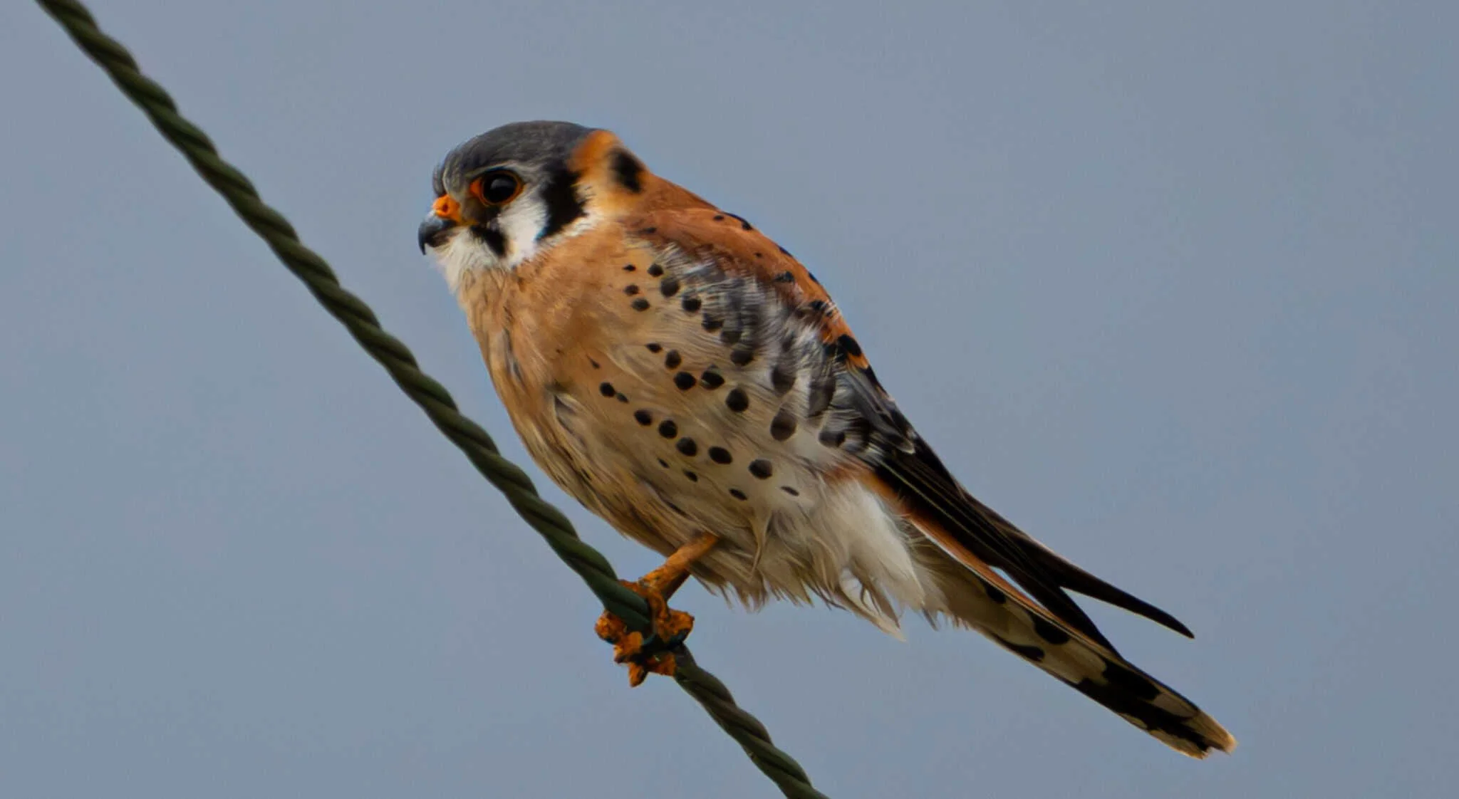 American Kestrel - perched and ready to pounce