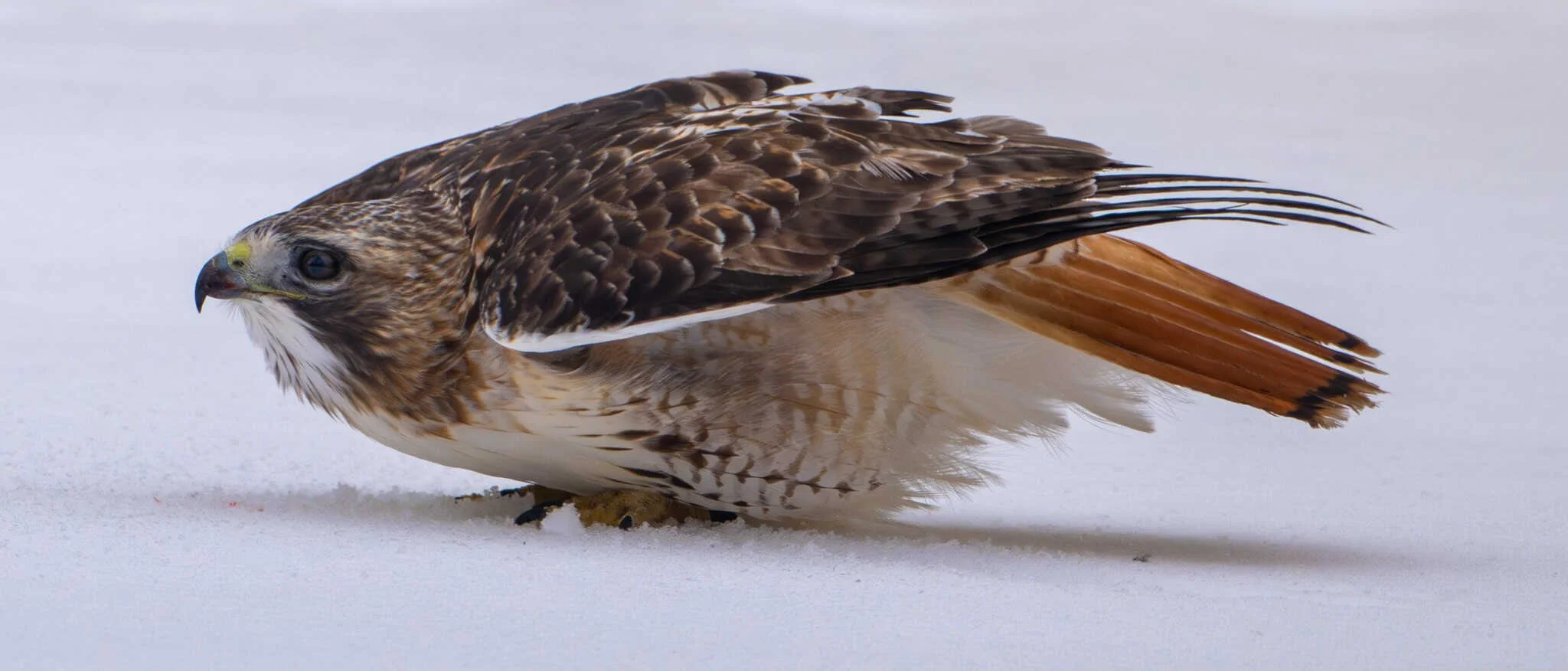 Red-tailed Hawk protecting its prey from a nosy photographer