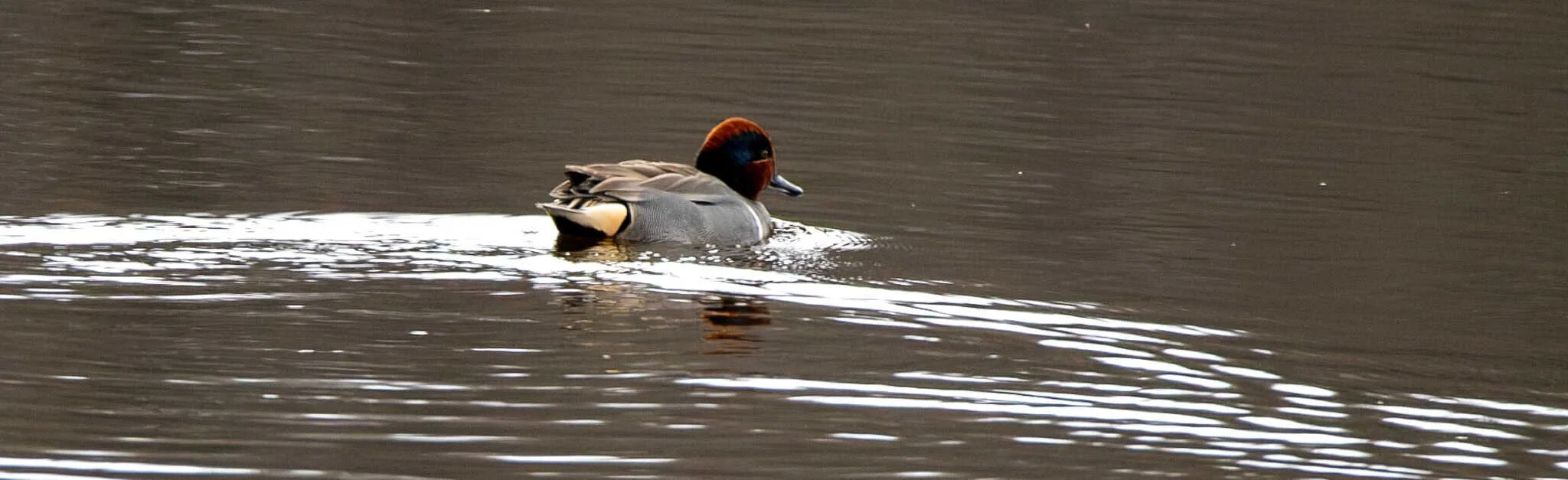 Green Winged Teal