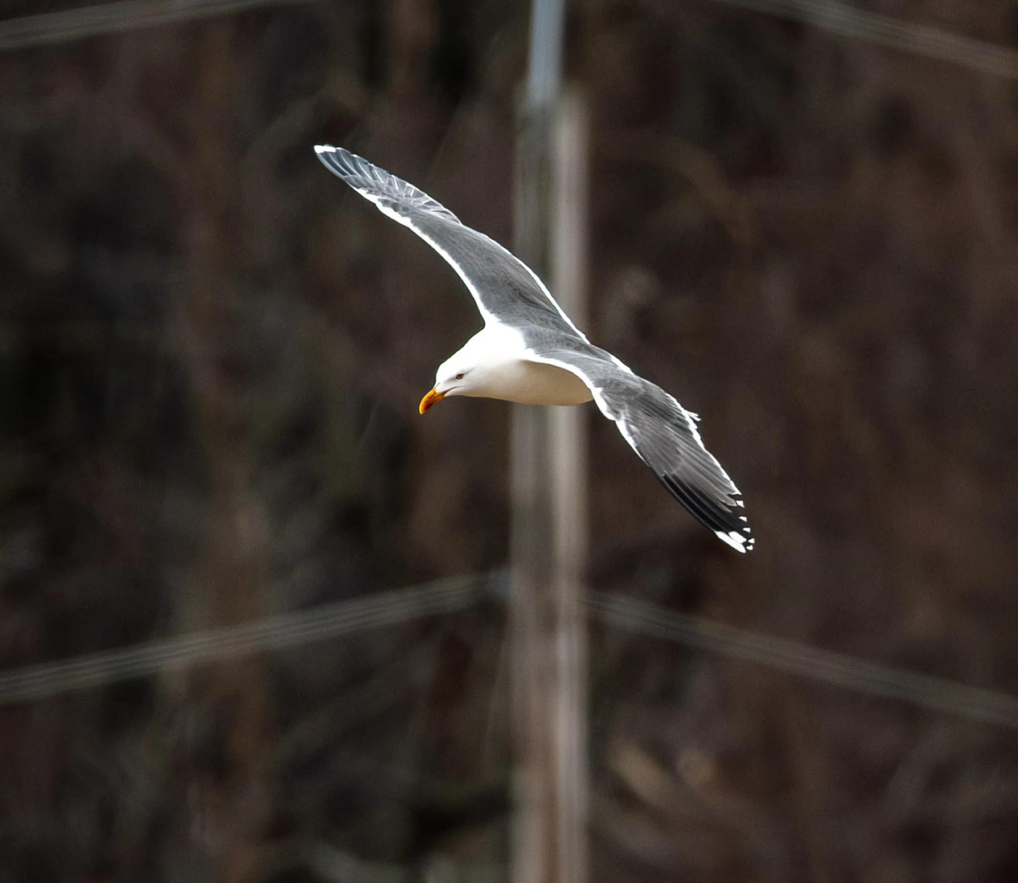 Lesser Black-backed Gull
