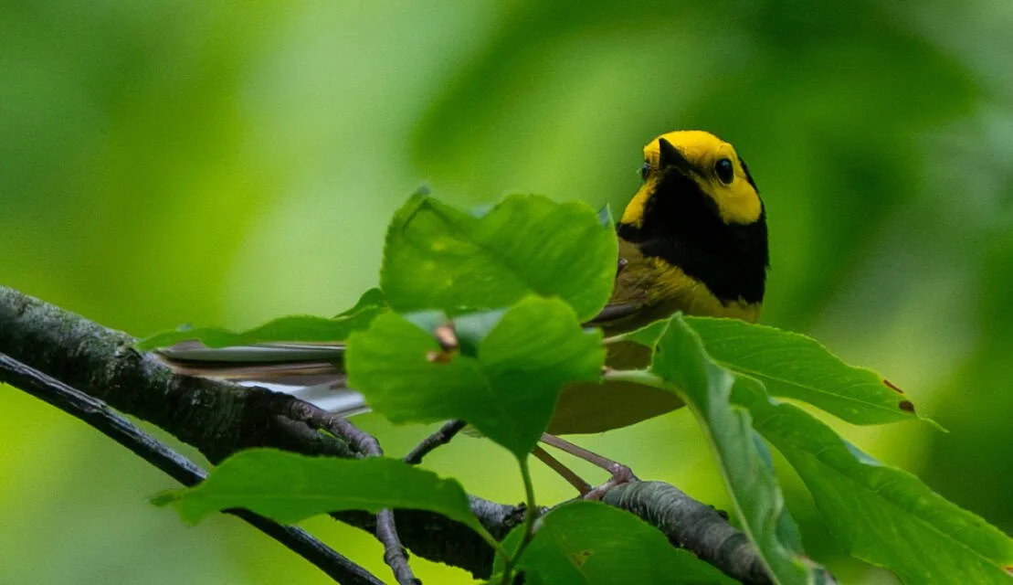 Hooded Warbler