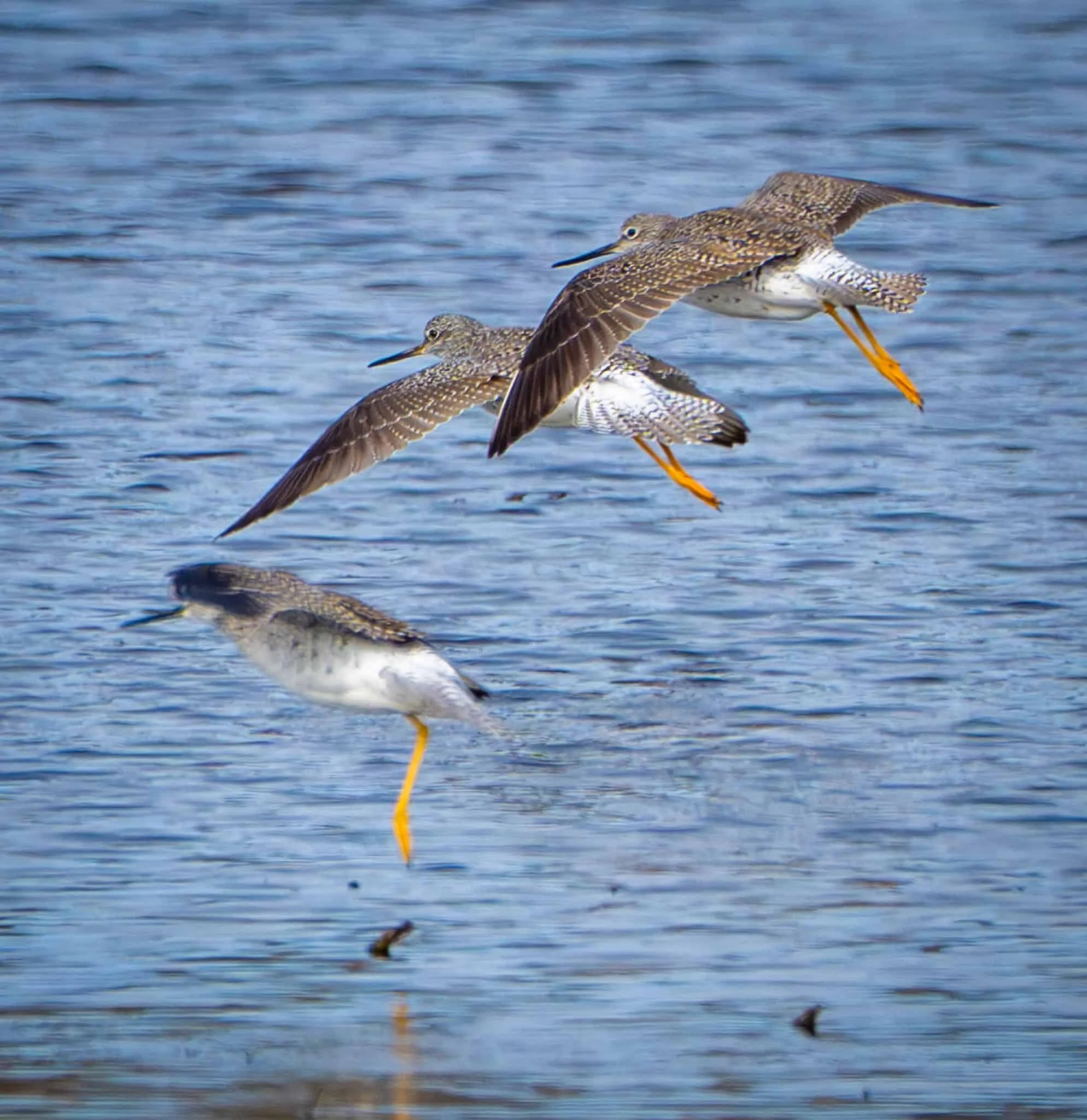 Greater Yellowlegs looking like a stop-motion trio