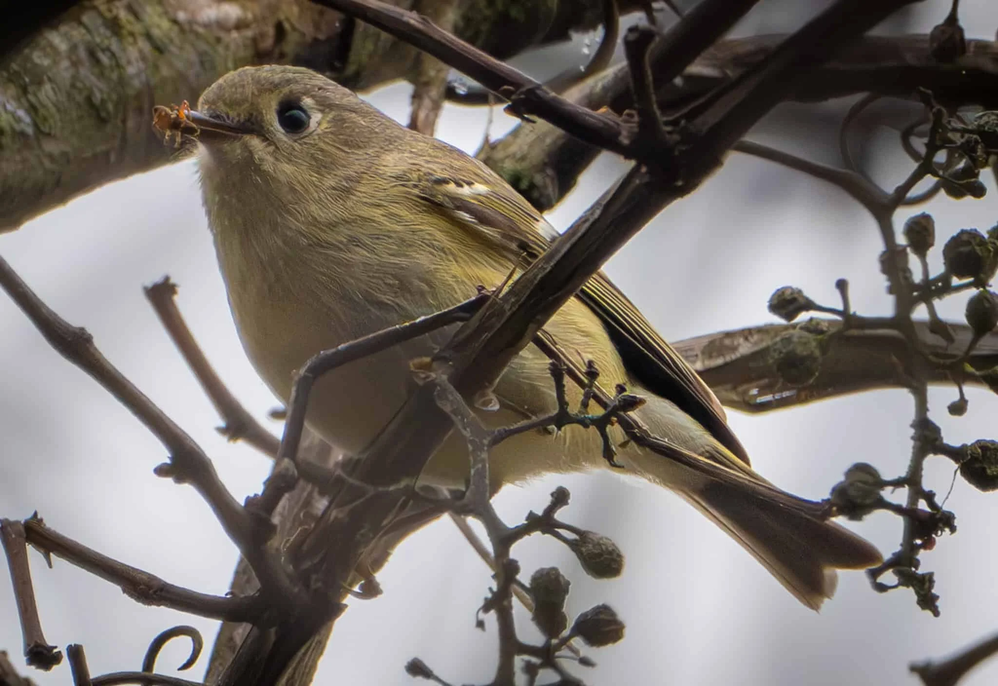 Ruby-crowned Kinglet with a spider snack in its beak