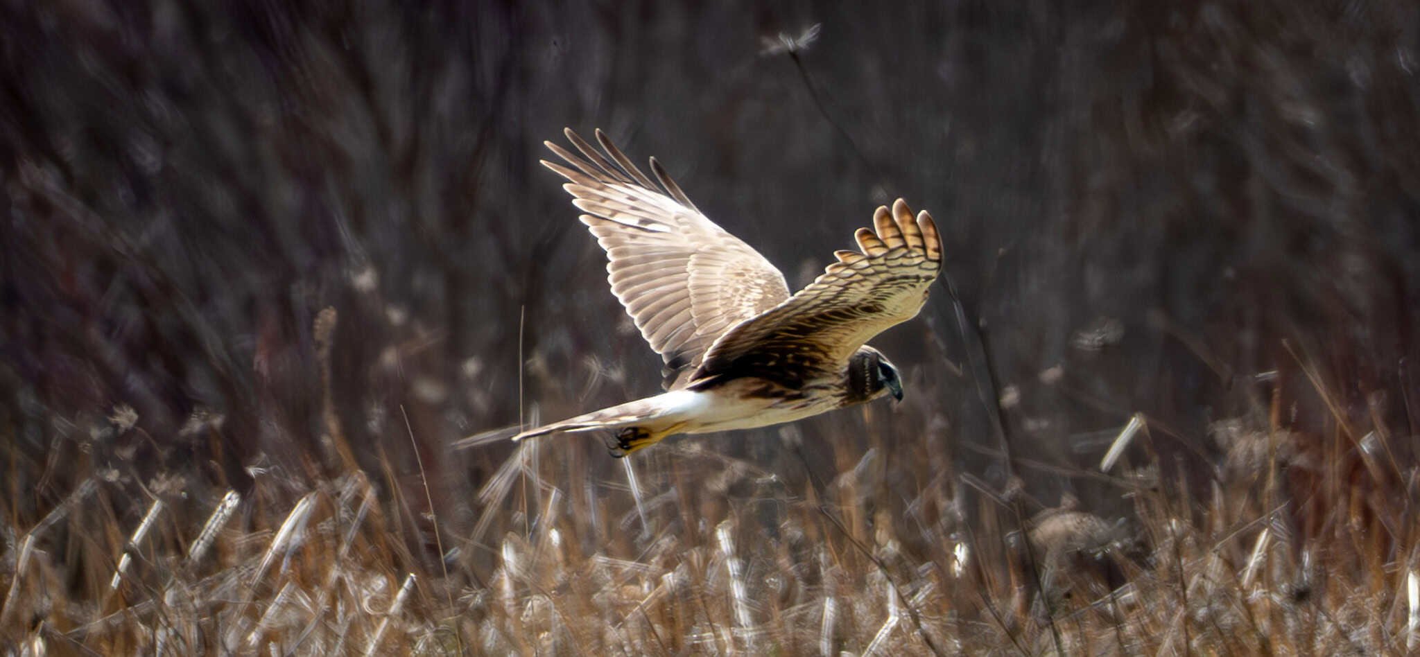 A female Northern Harrier looking for lunch
