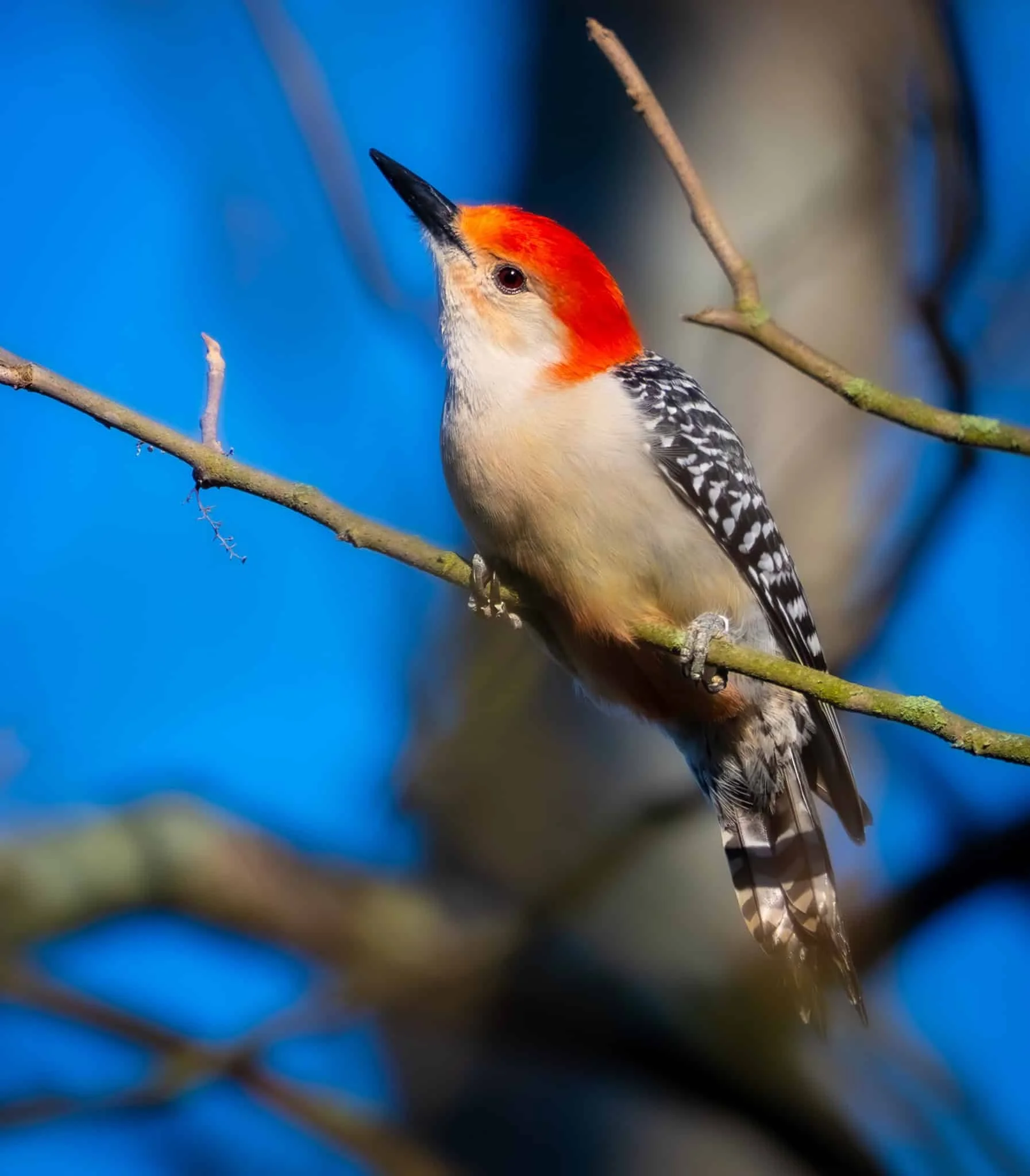 Red-bellied Woodpecker