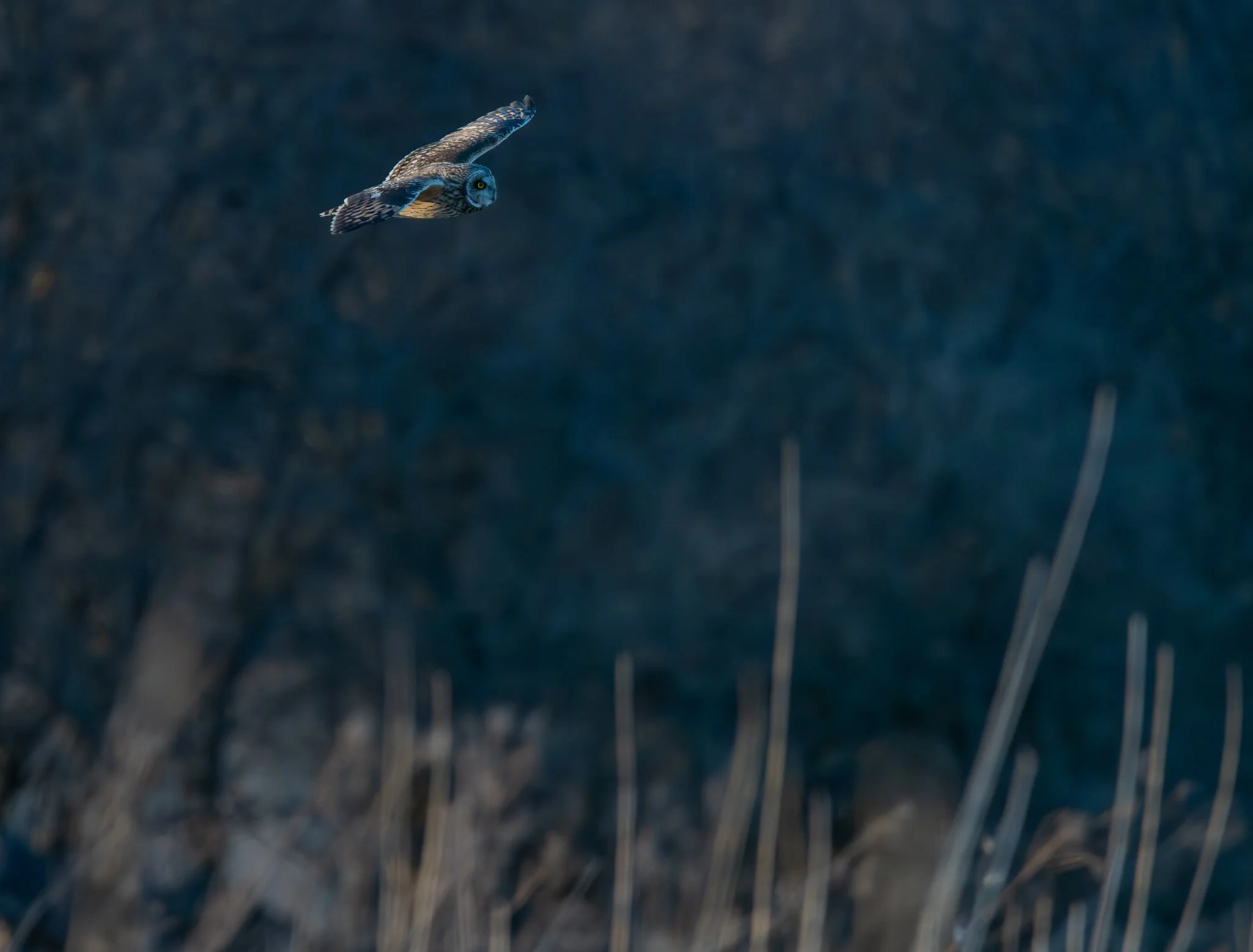 Short-eared Owl