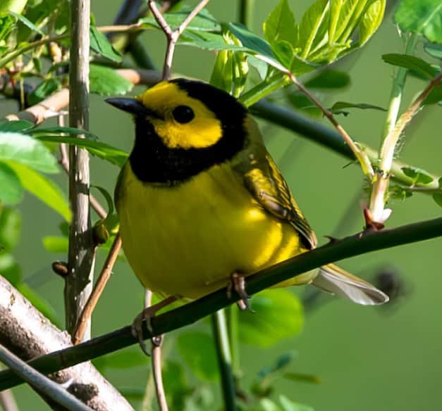 Hooded Warbler