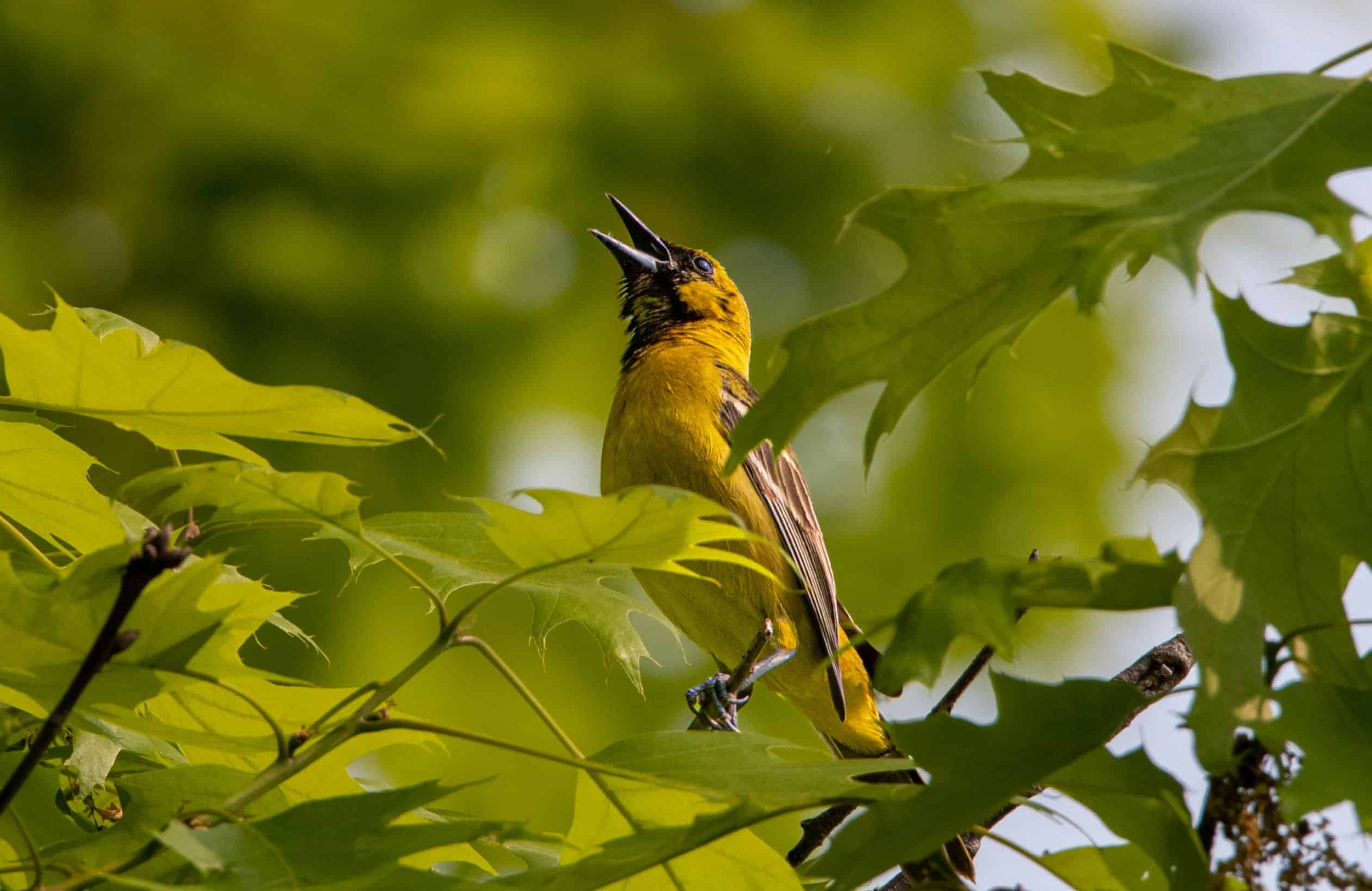 Orchard Oriole - 2nd summer male