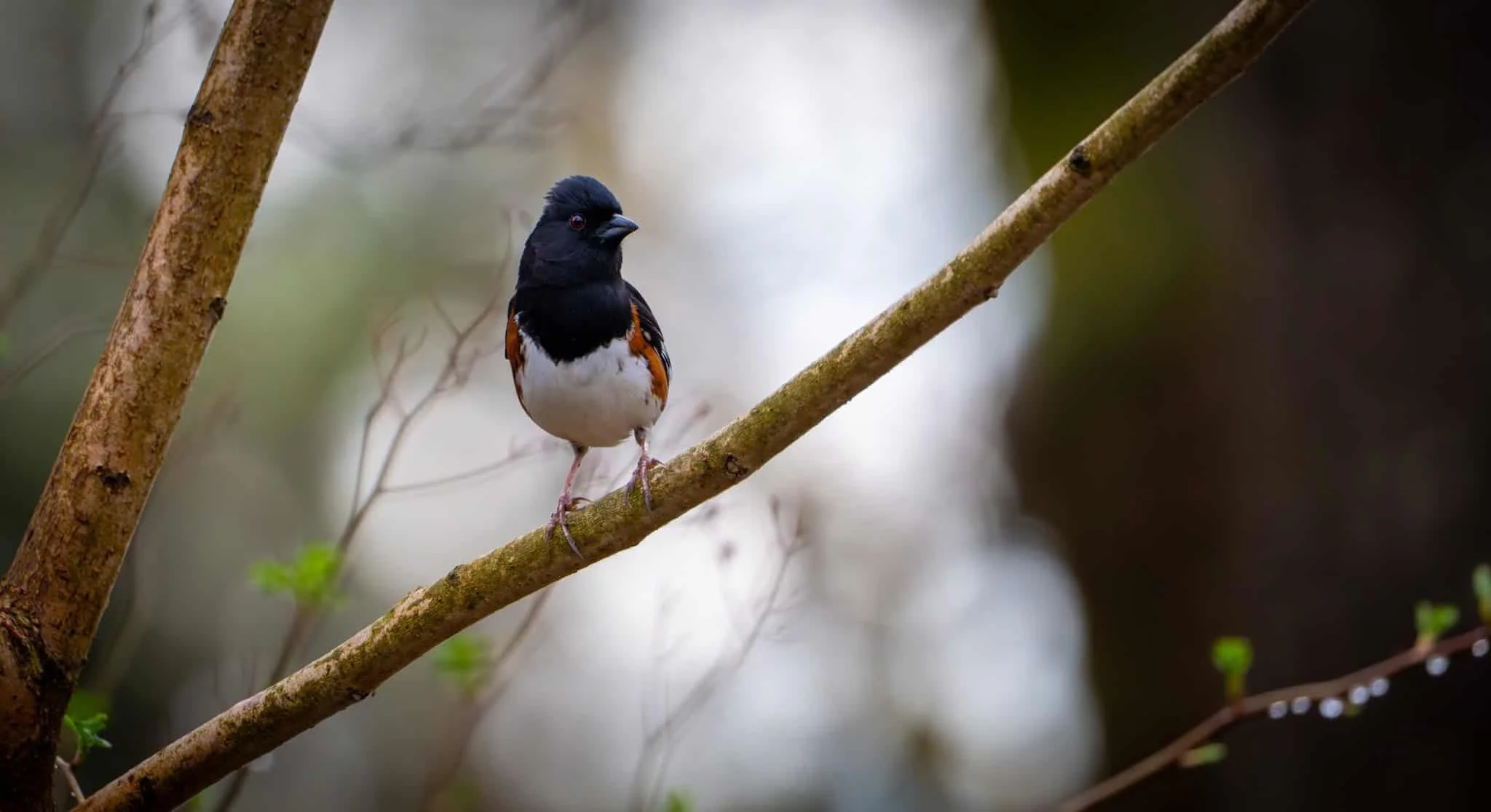 An Eastern Towhee setting up his territory