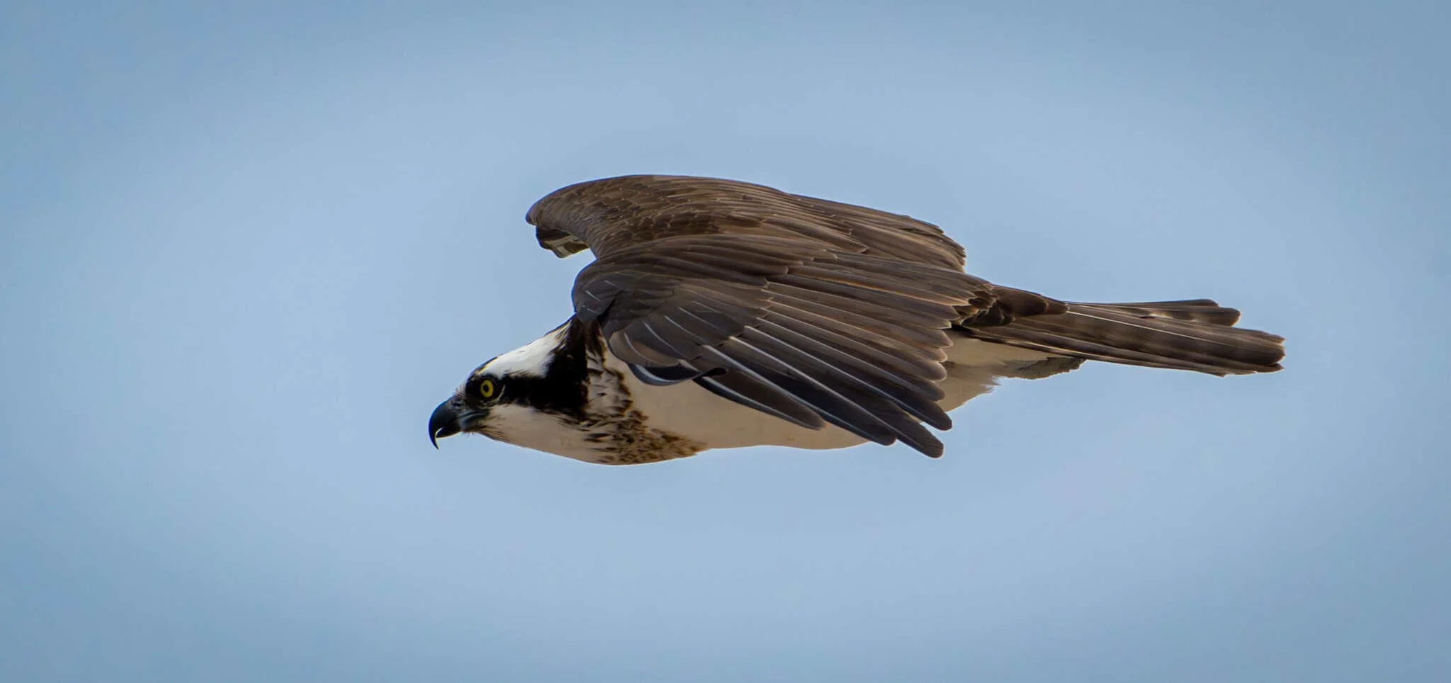 Osprey