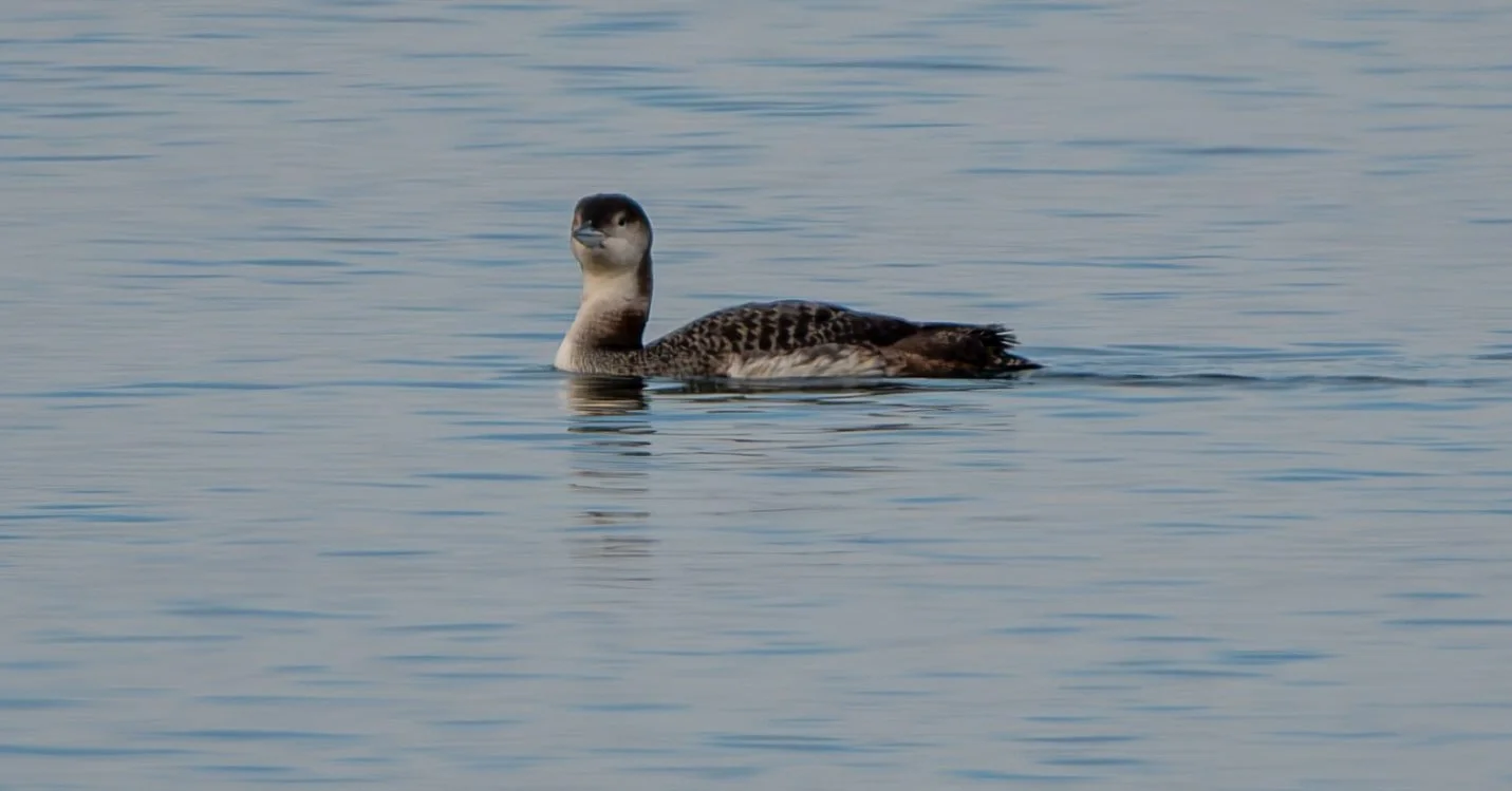 Common Loon showing off her winter plumage
