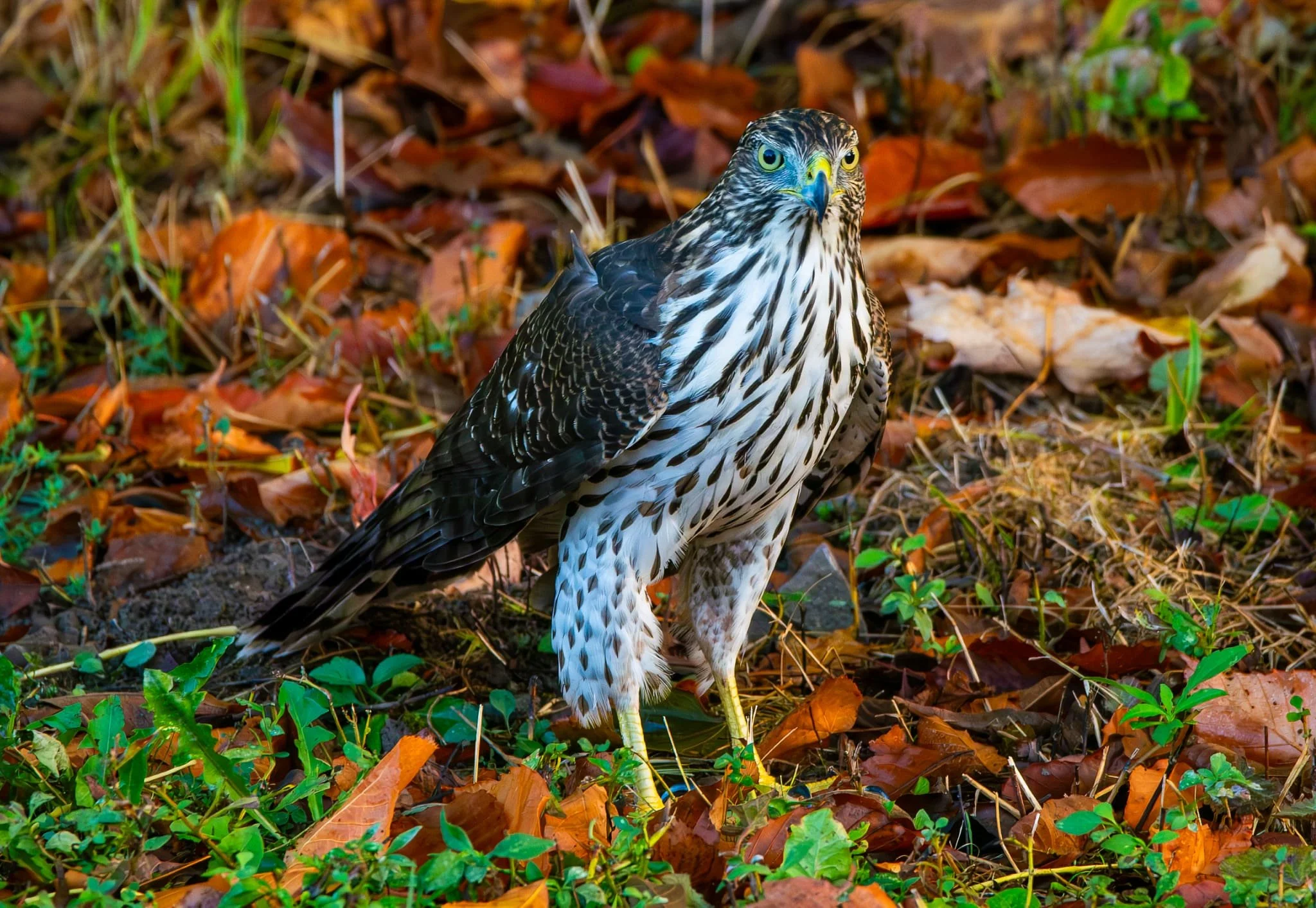 Cooper's Hawk