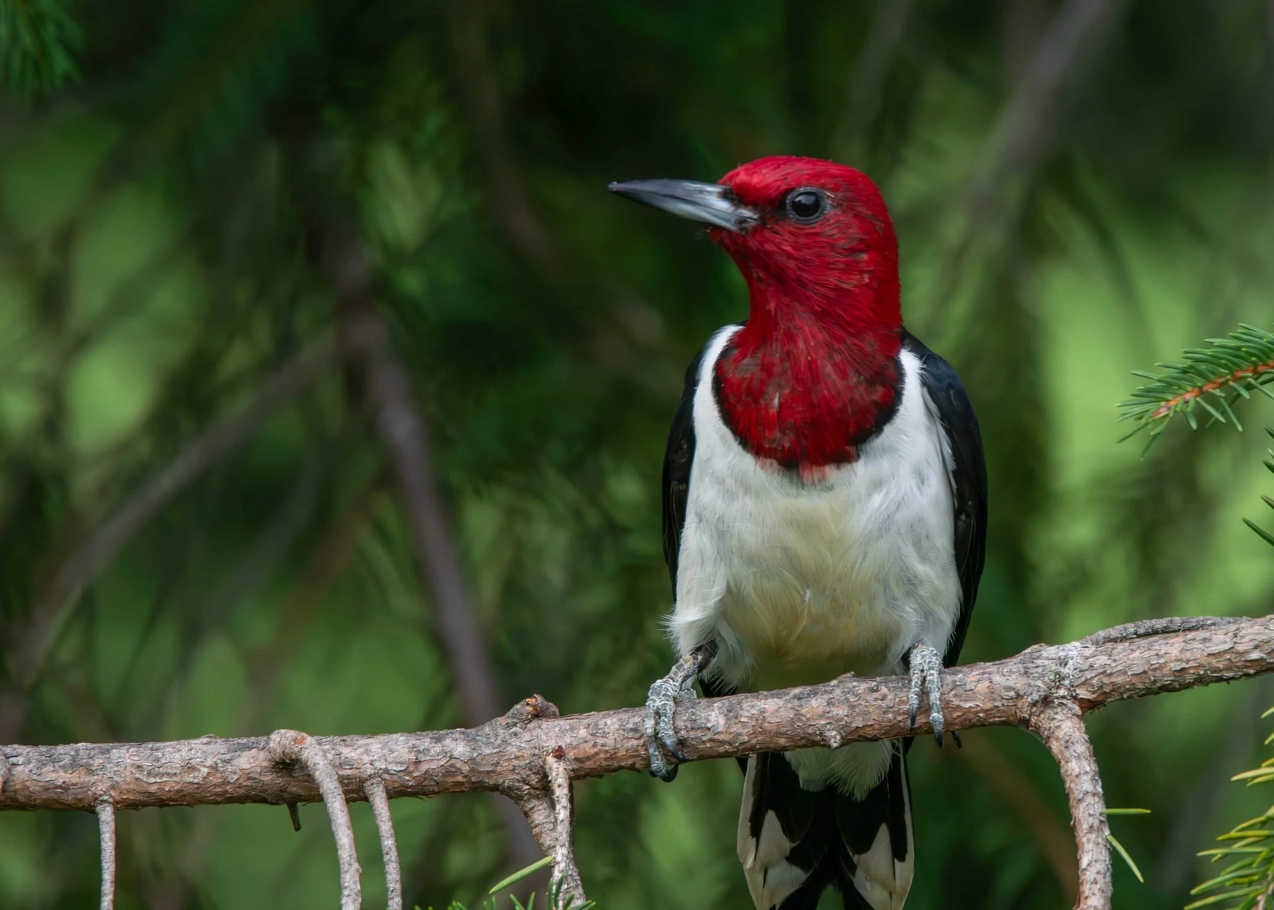 Red-headed Woodpecker