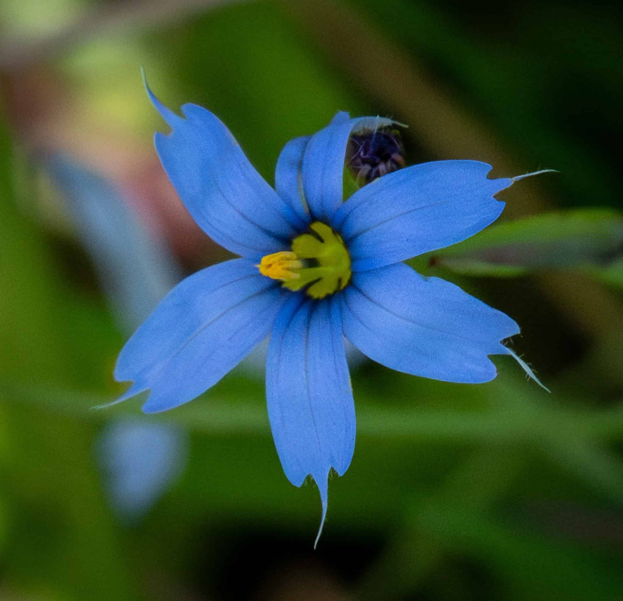 Narrow-leaved Blue-eyed Grass